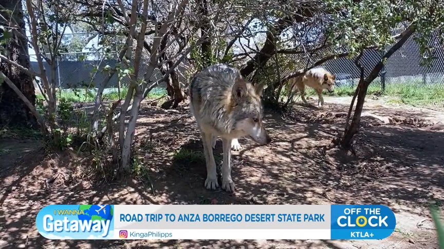 KTLA: A Visit to the California Wolf Center