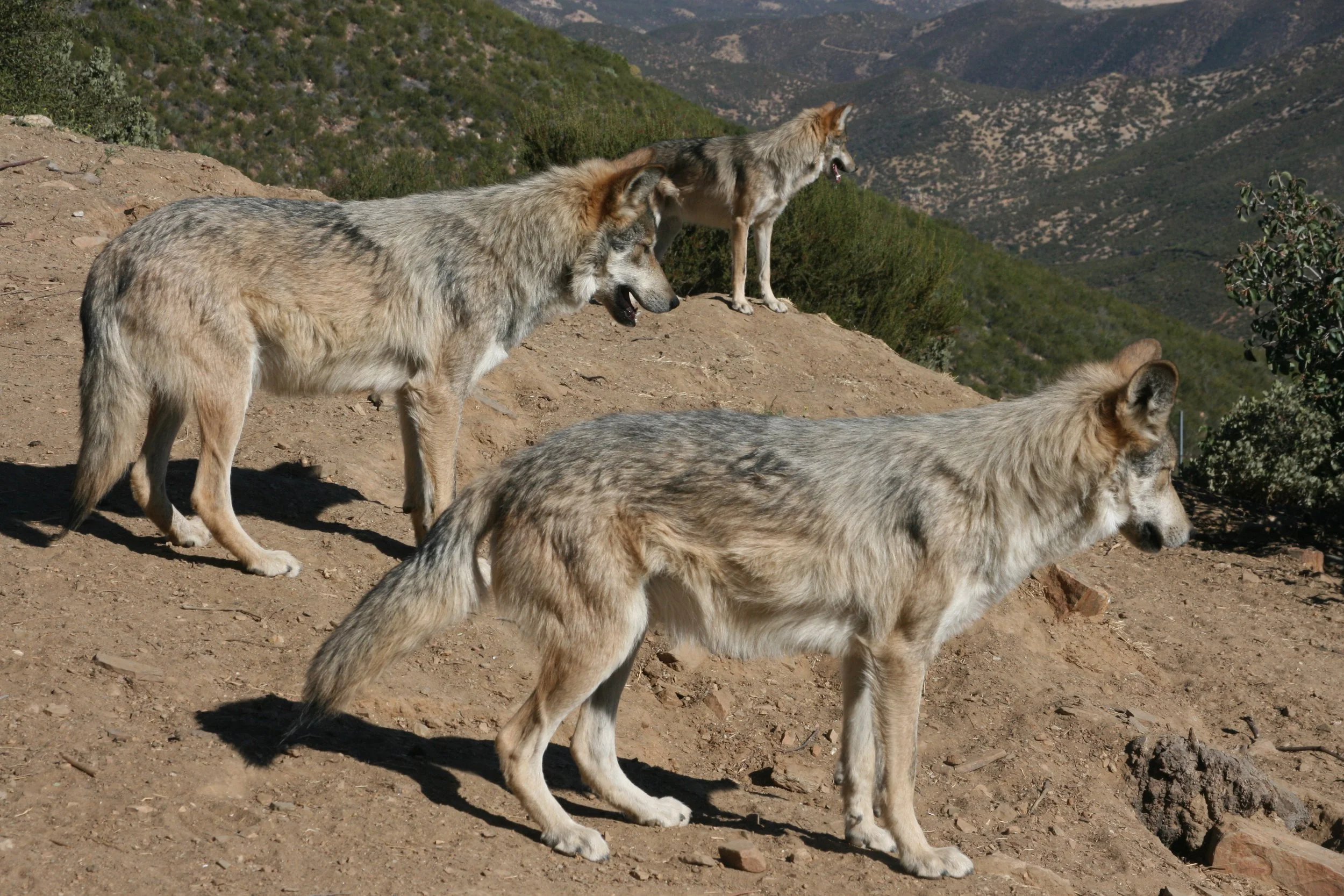 San Diego Magazine: Working Toward a Wilder Tomorrow with the CA Wolf Center