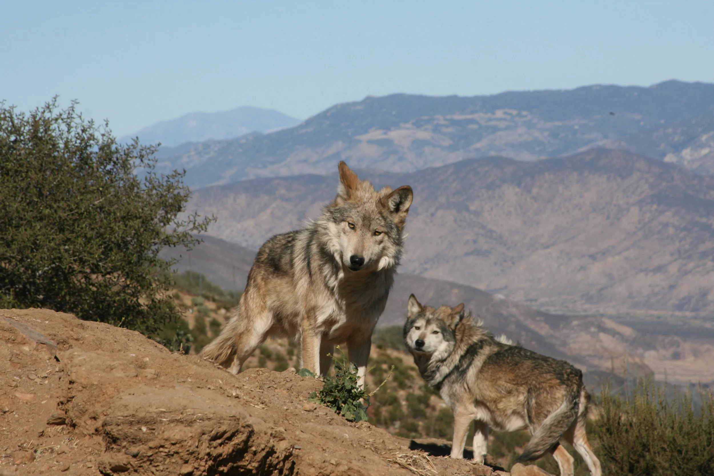 SDBJ: California Wolf Center Plans for a New Den
