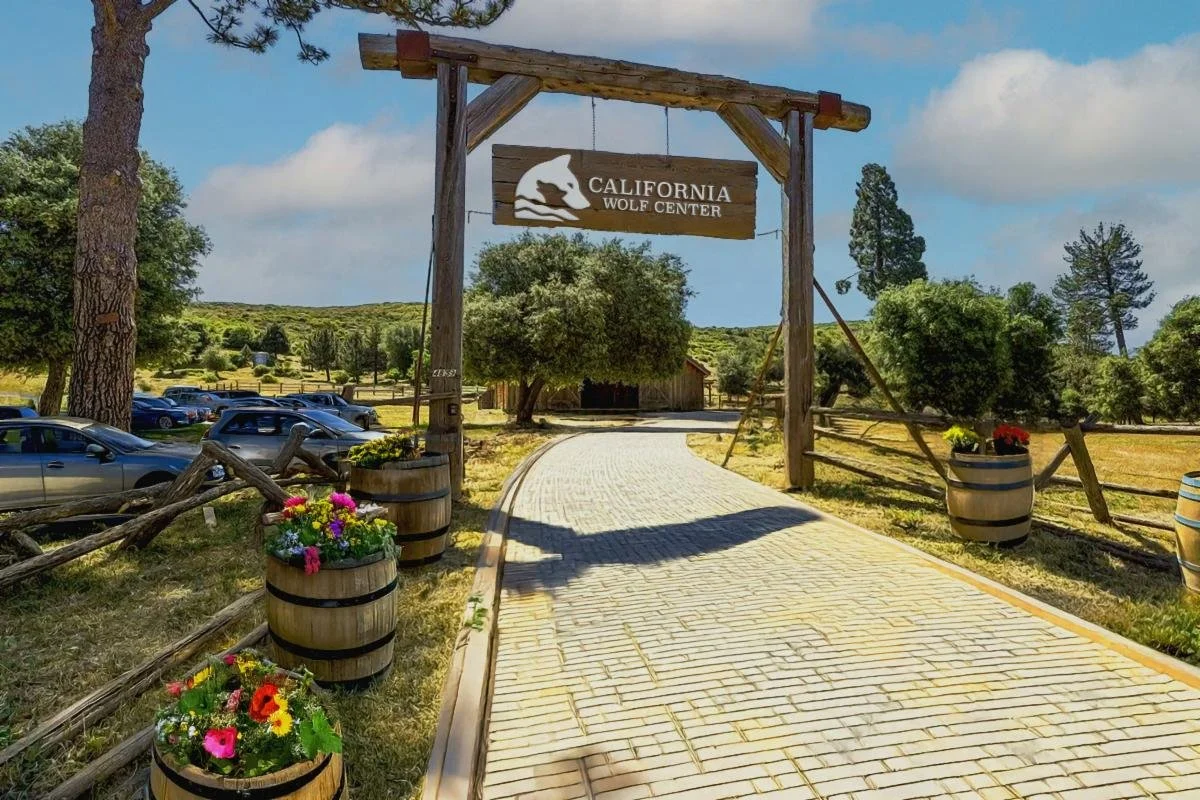 California Wolf Center in midst of $3M campaign for next-gen conservation campus in Julian