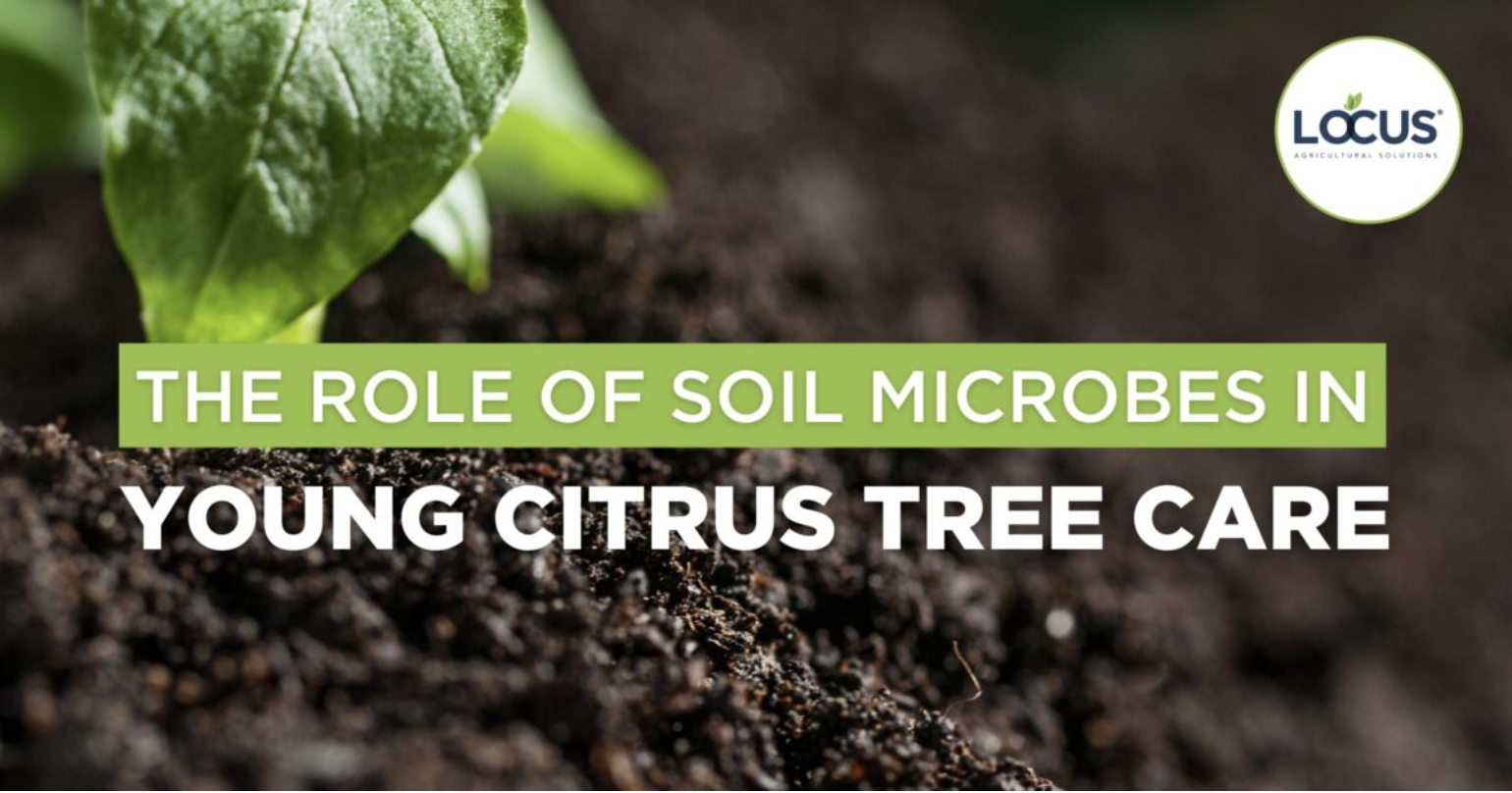 How Soil Microbes Strengthen the Vascular Systems of Young Citrus Trees