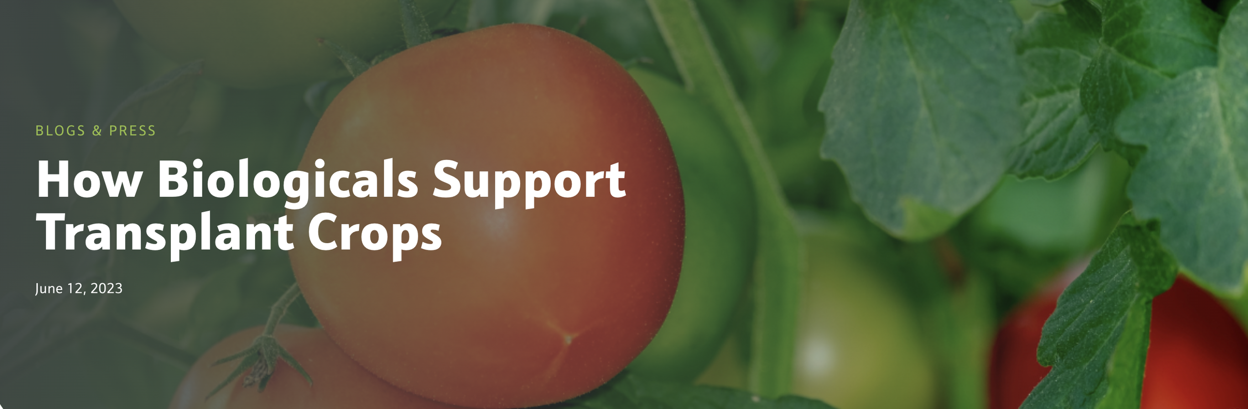 Why adding biologicals can give your transplants the boost they need to thrive