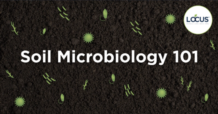 What Are Soil Microbes?