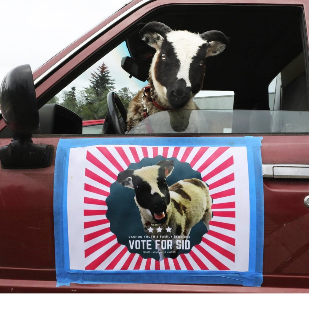 Well Sid the Sheep may not have won the election, but he did bring in almost $3,000 in funds during his election campaign! Well done Sid! We are so grateful to you for running for Vashon Mayor on behalf of VYFS. Thank you so much!

Big congratulation