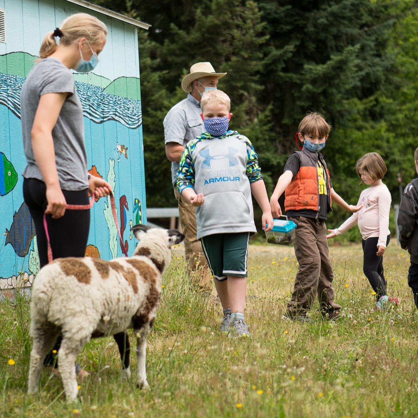 What a fun day. Sid the Sheep really knows how to make a kid's day. Yesterday Sid visited Vashon Kids Summer Camp as part of his mayor election campaign tour. The kids were delighted to see him and each took turns feeding and petting him. Sid is just
