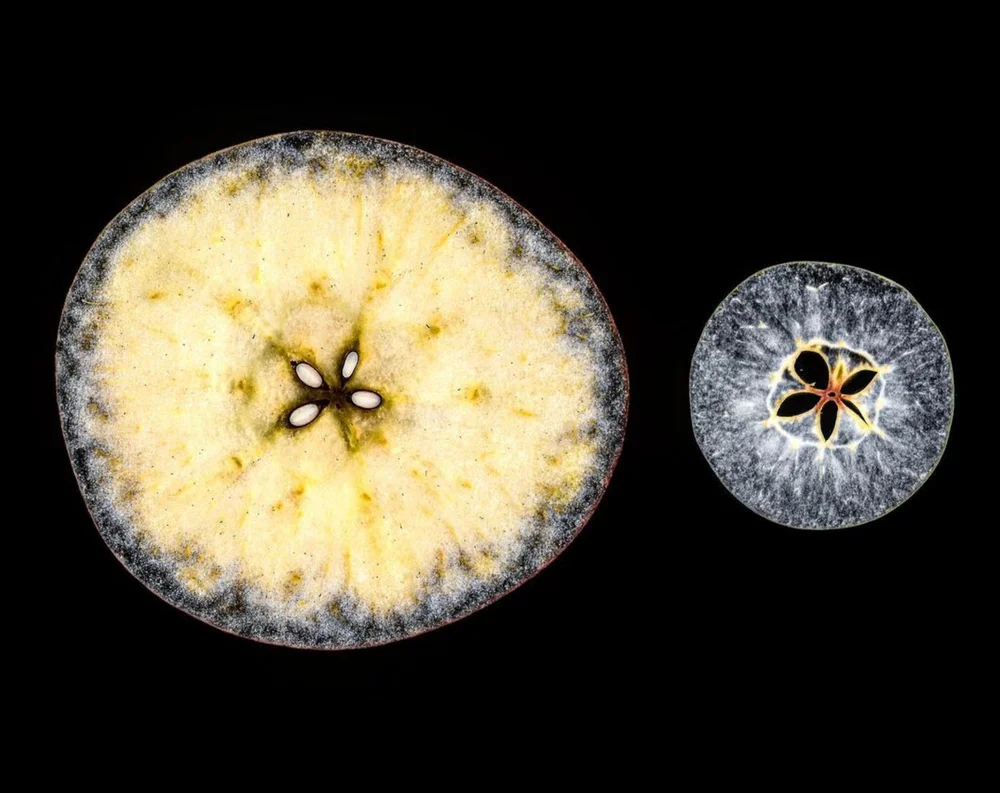 Starch Gelatinization Under the Microscope — San Francisco ...