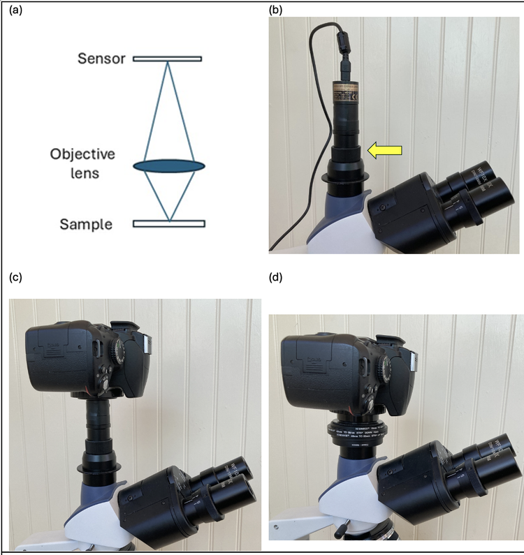 Two Sensor Parfocal Clive’s Corner #16: Photomicroscopy - Capturing the Primary Image — San ...