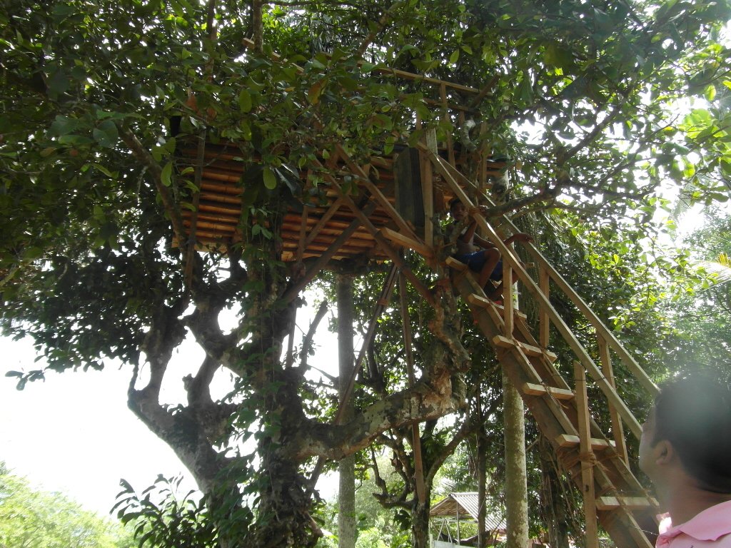 Treehouse and steps