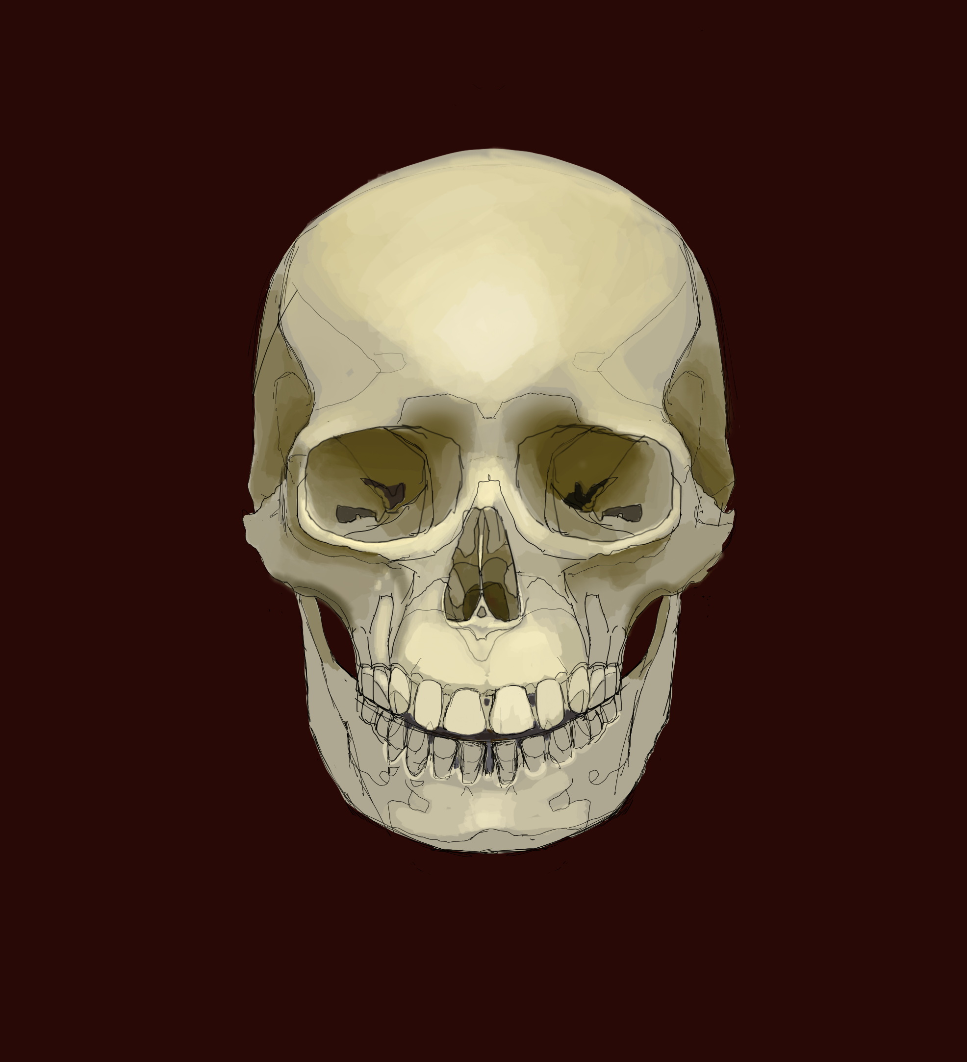 Human Skull 
