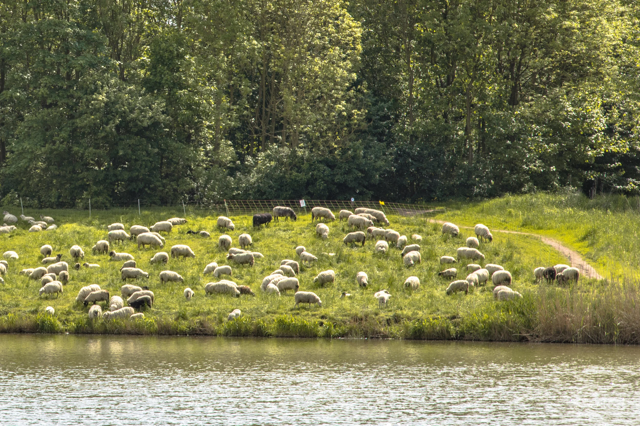 herd-of-sheep-in-city-25X2M3S.jpg