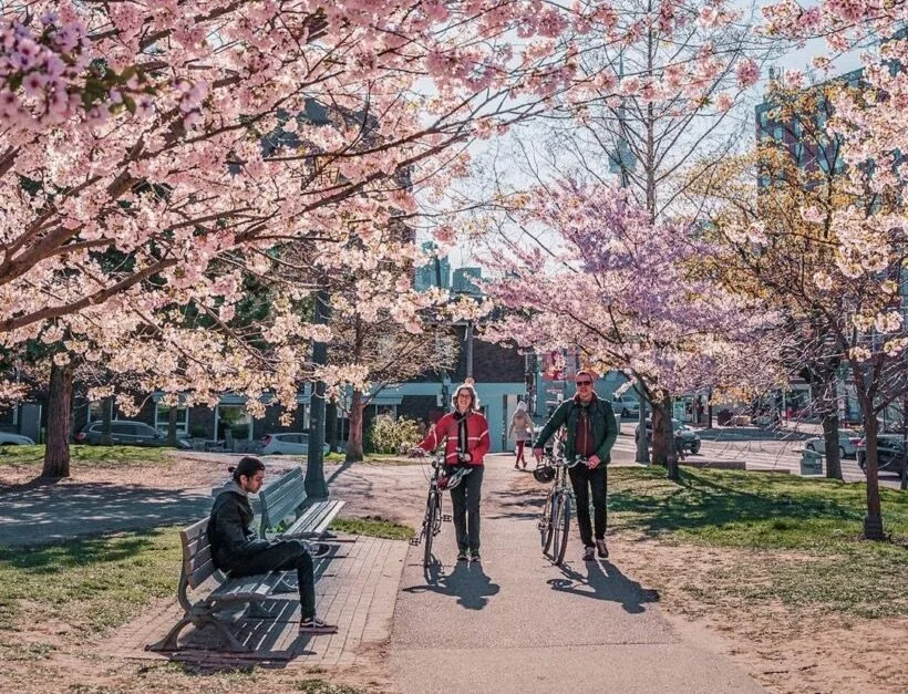 cherry-blossom-season-in-canada-where-to-see-the-blooms 2.jpg
