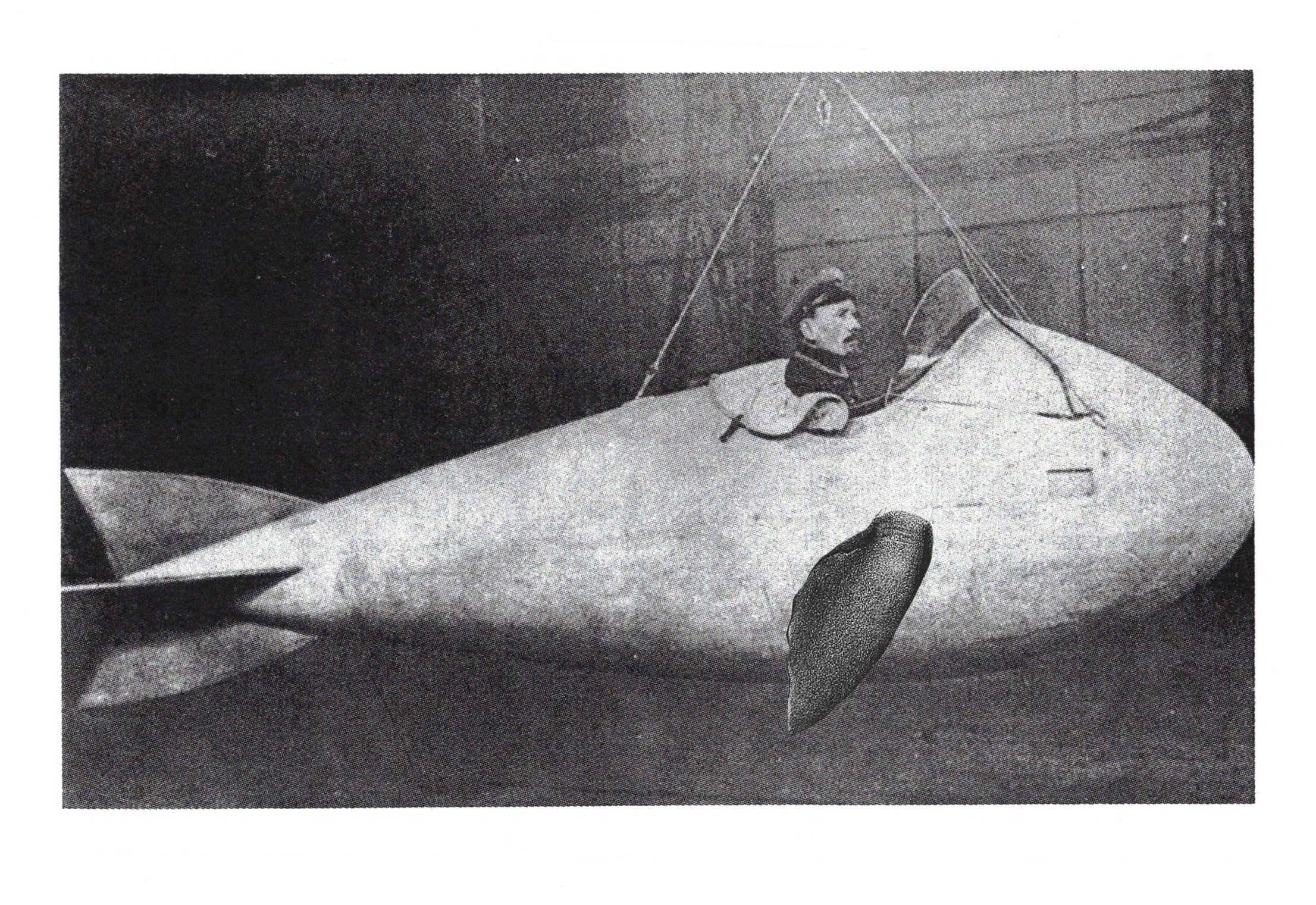 flipper.jpg