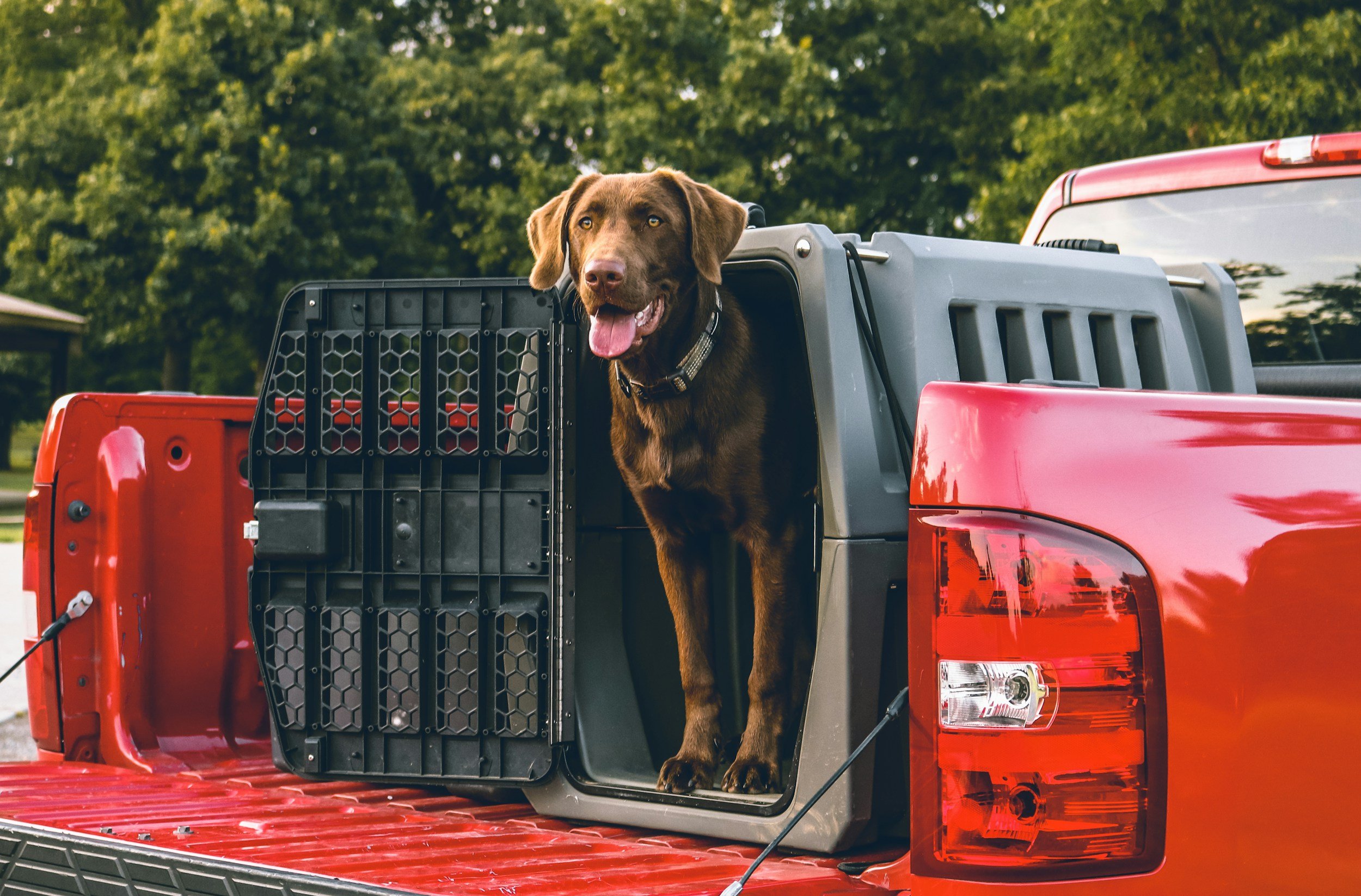 Kennel Training Is About More Than Containment