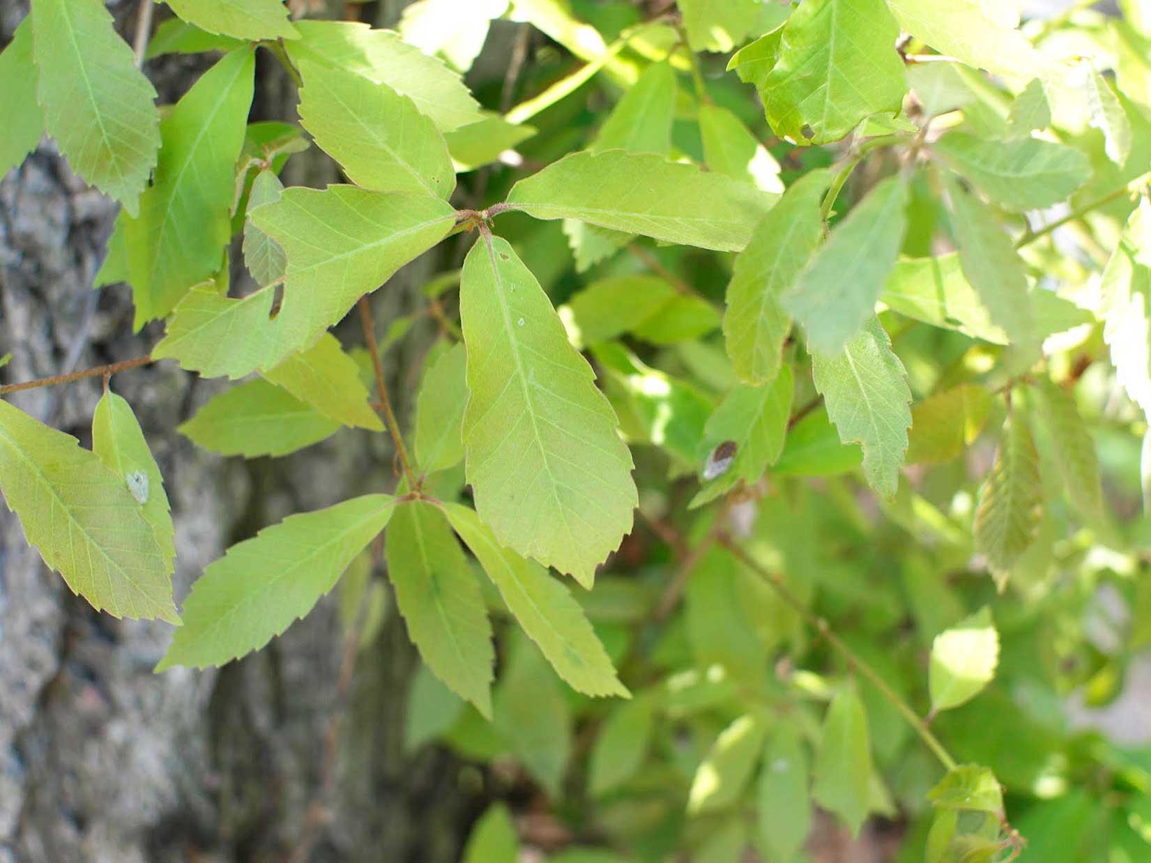 leafsynthesizer_03.jpg