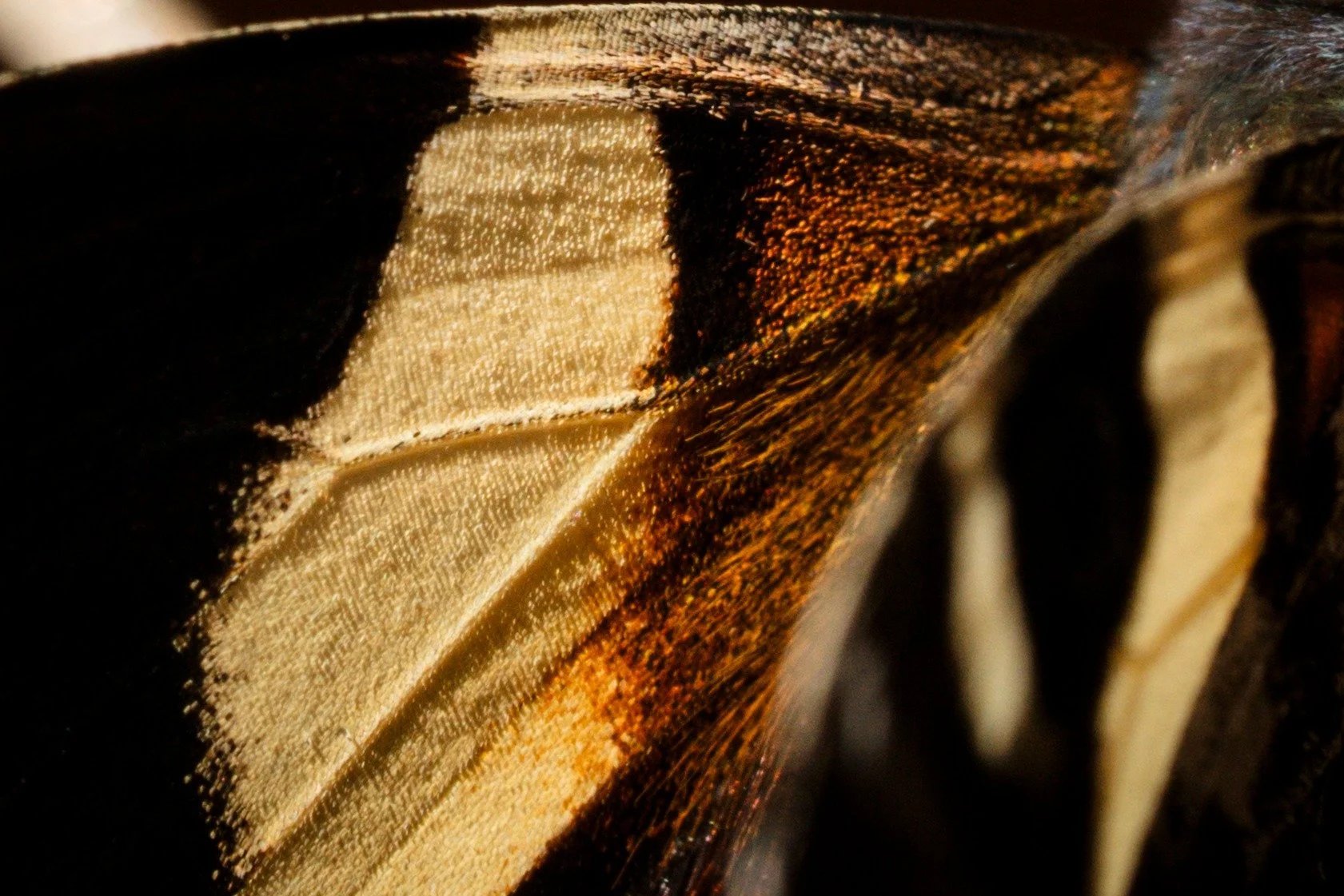 My other love - zooming in, the playful curious and calm that comes from observing the tiny beings. Getting into their worlds, learning facts and making up stories about them. Especially butterflies and their perfect cycles, from crawling to crystali