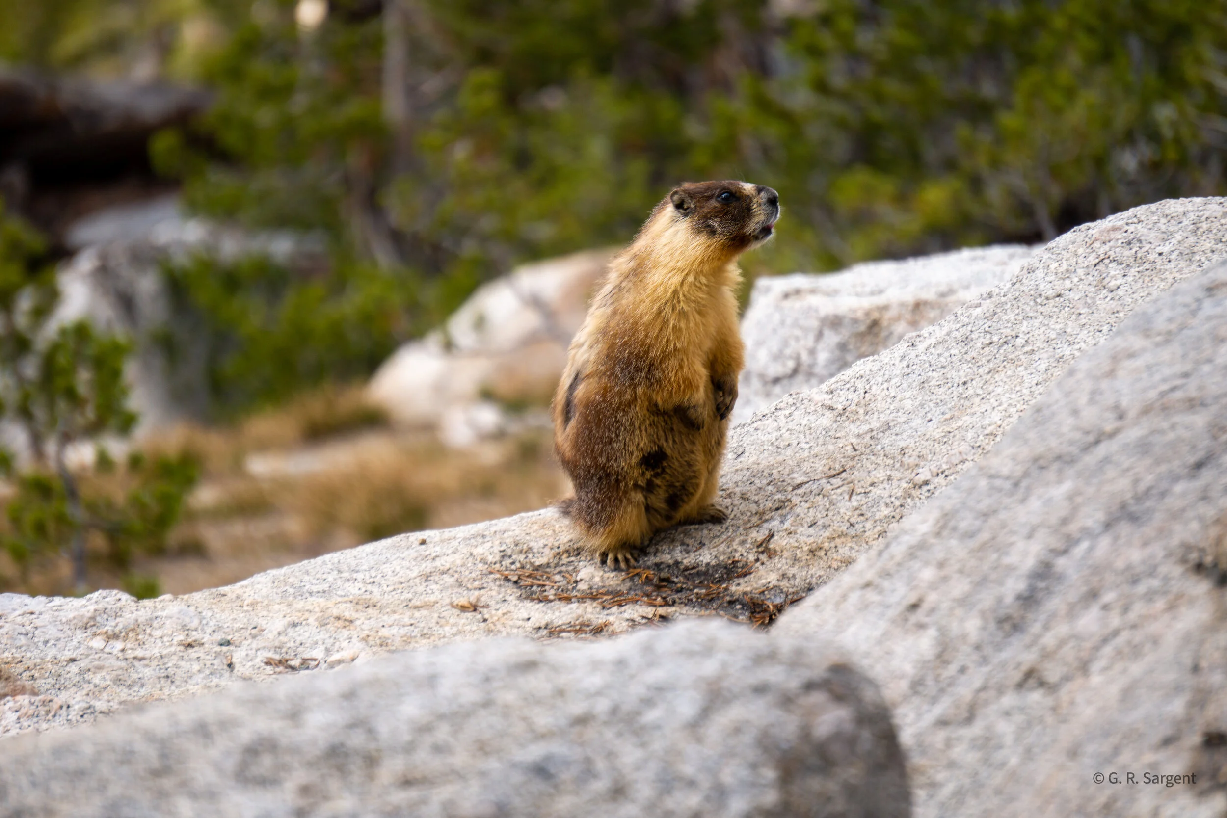 marmot asilomar