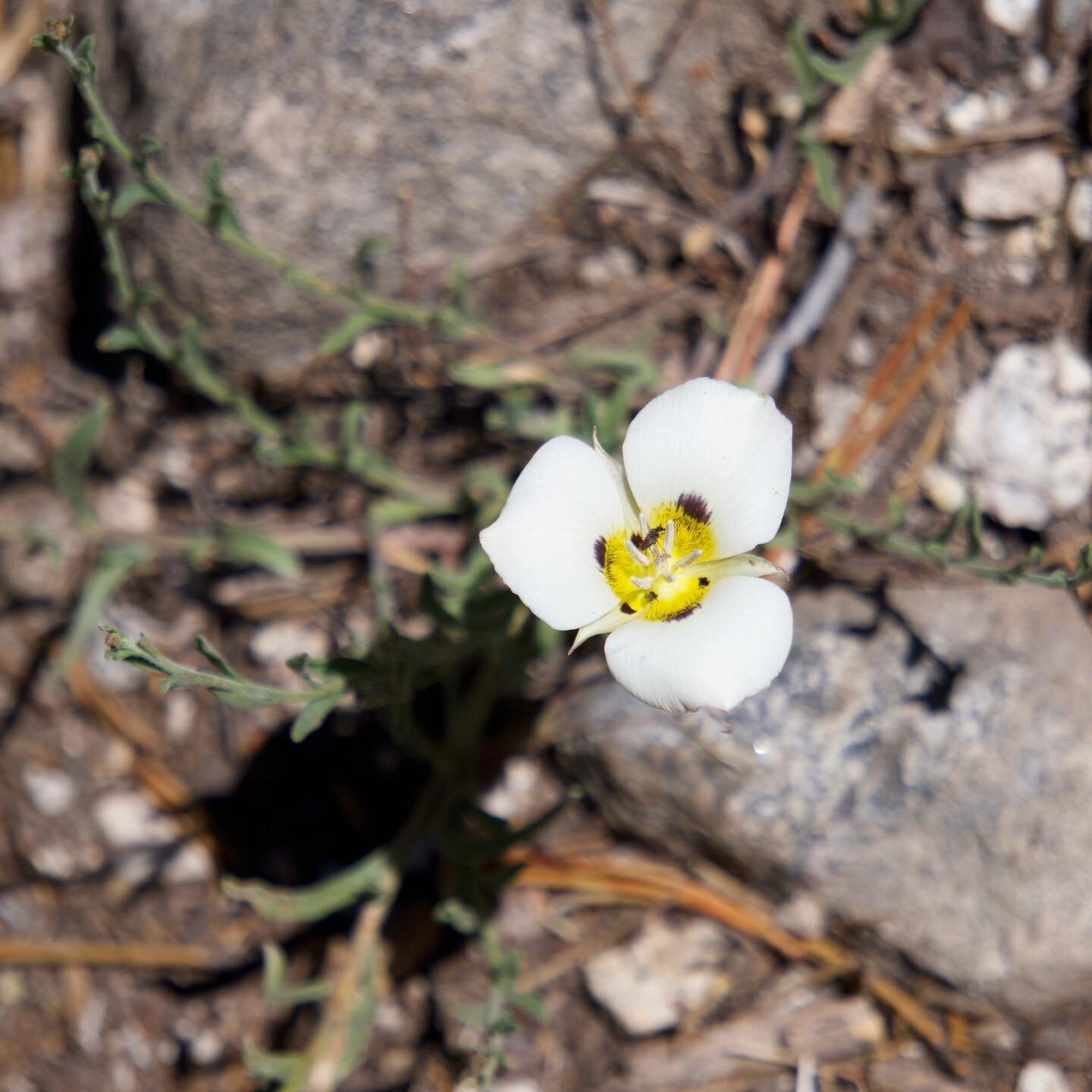 Leichtlin&rsquo;s Mariposa Lily (Calochortus leichtlinii)

Also called the Smokey Mariposa, this lily is native to the Sierras in California and western Nevada. It is common in open, gravelly places in chaparral or montane coniferous forest. The infl