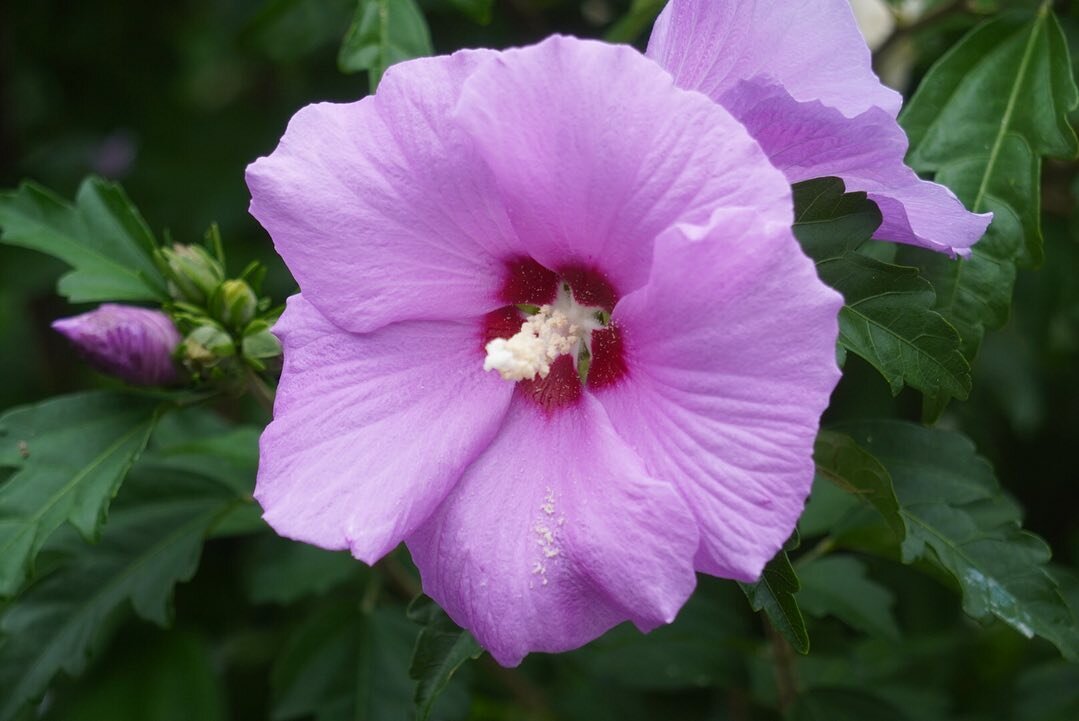 Common hibiscus (Hibiscus syriacus var.)

Hibiscus is a genus in the mallow family that includes several hindered species, which can be found throughout the world in varied habitats. It&rsquo;s flowers are large and conspicuous. There are many variet