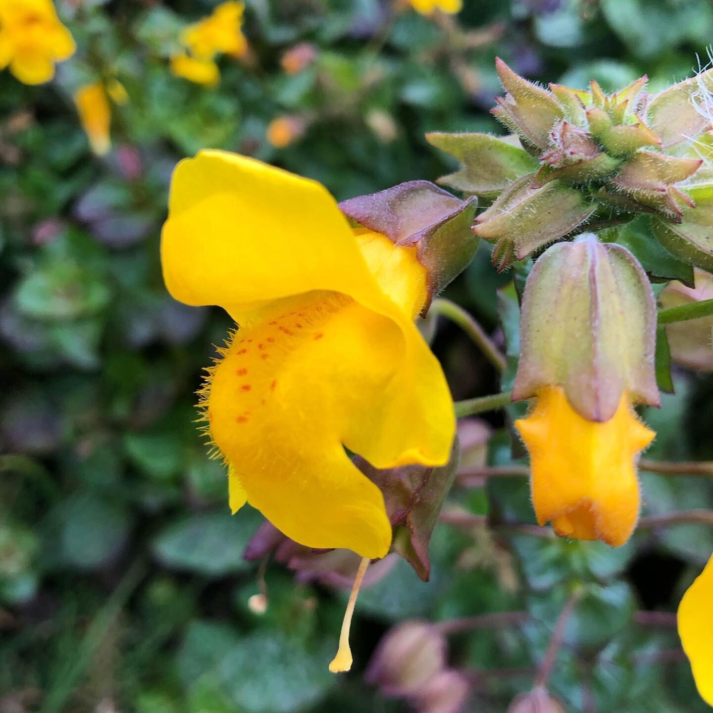 Seep Monkeyflower (Erythranthe guttata)

This yellow wildflower, also known as common yellow Monkeyflower, grows along seeps (small springs where water oozes to the surface forming a small pool) and streams, though it can tolerate a highly diverse se