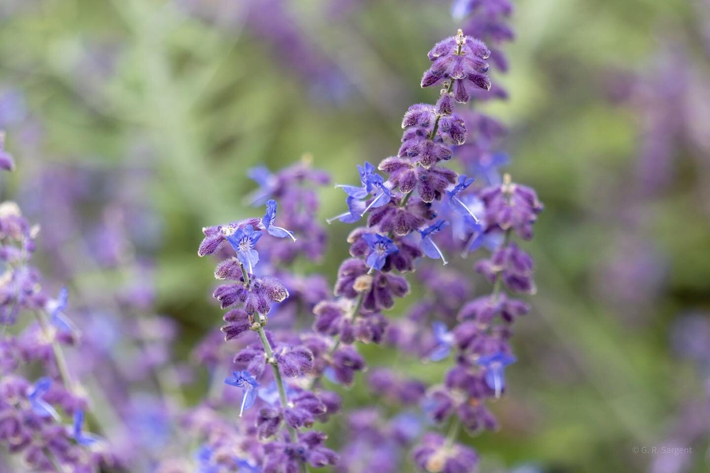 Russian Sage (Salvia Yangii)

Blue violet flowers emerge in panicles during summer through October. They thrive in full sun and are a great addition to gardens as they attract pollinators and have ornamental value. Similar to most sages, they are fra