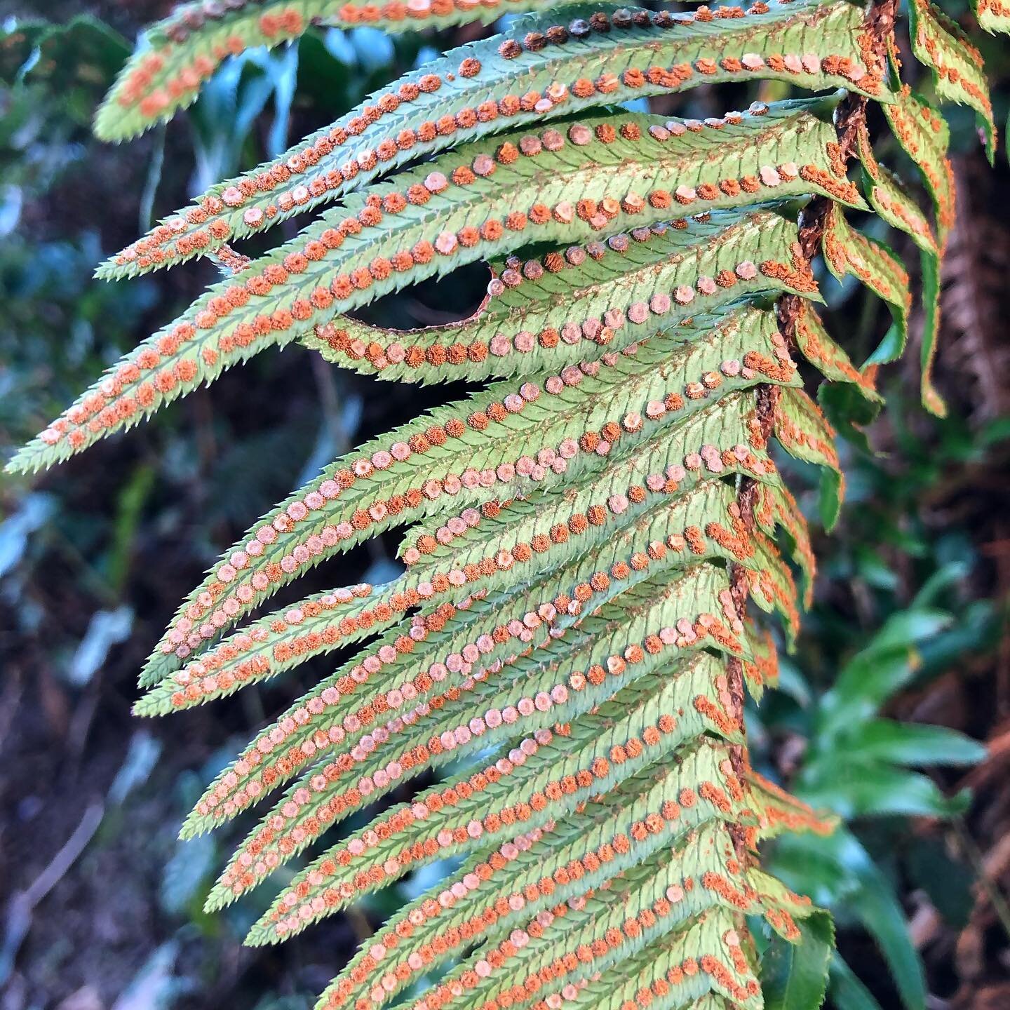 Shield Ferns (Dryopteris sp.)

Ferns have an interesting reproductive process that, given palientological evidence, has not changed much over tens of millions of years - an example of evolutionary stasis. Ferns have two free-living generations. A spo