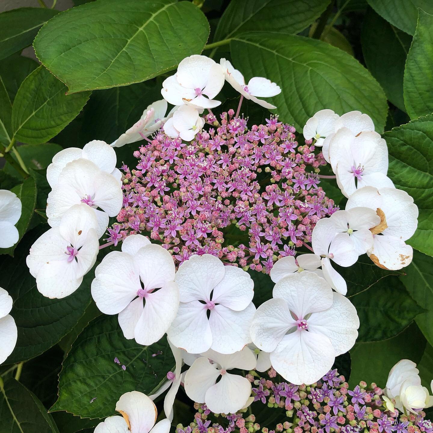 Lacecap Hydrangeas (Hydrangea macrophylla normalis)

This cultivar is the same species as the mophead hydrangea (Hydrangea macrophylla) and both types require the same growing environment. They have small fertile flower buds in the center, with showy