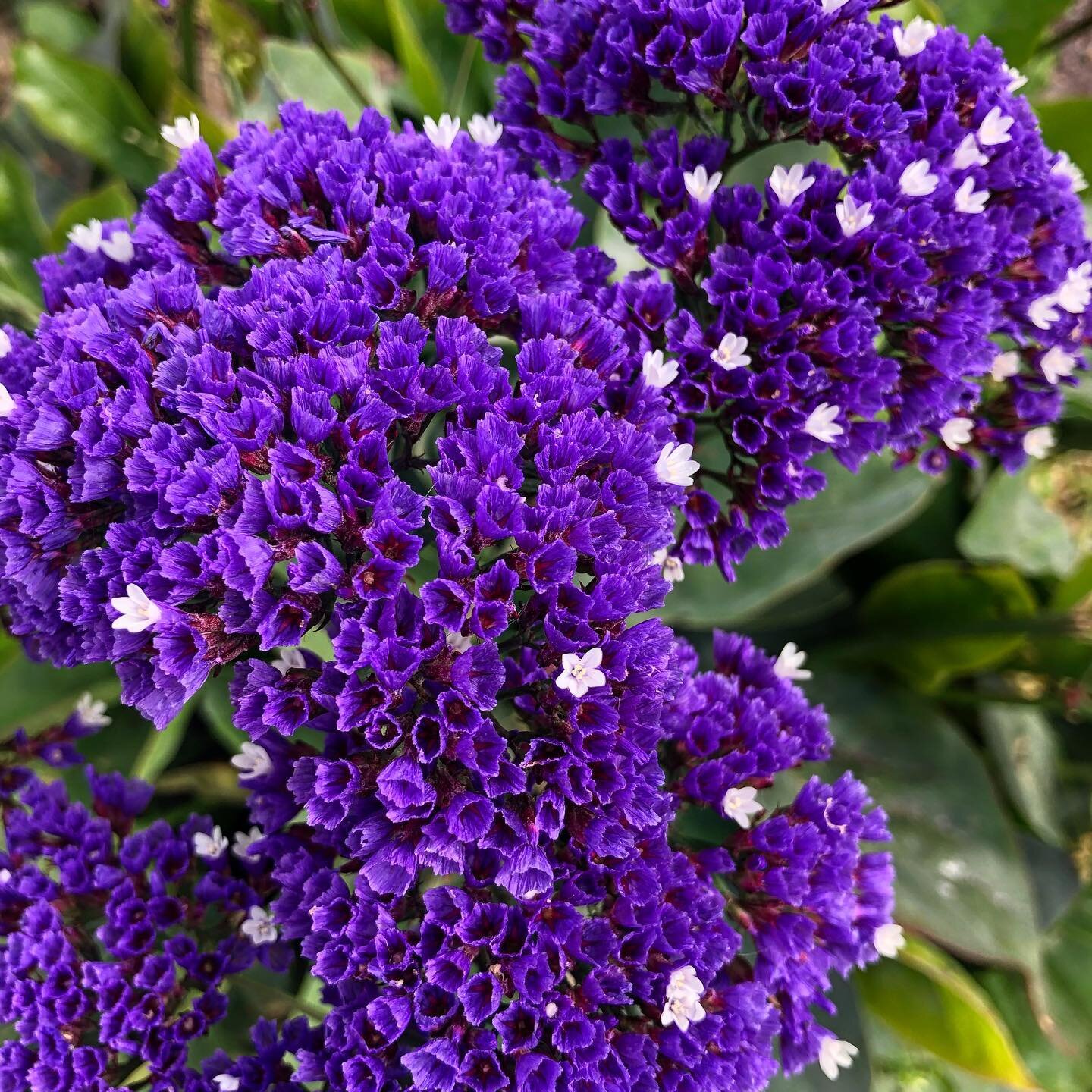 Perez&rsquo;s Sea Lavender (Limonium perezii)

While native to the Canary Islands, this bright flower is often cultivated for gardens and is naturalized in California, generally south of Point Conception, where it can be abundant on coasts and roadsi