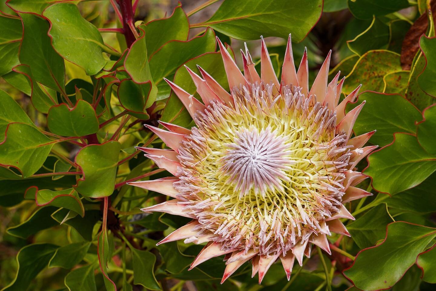 King protea (Protea cynaroides)

This showy, huge flower is the national flower of South Africa. It&rsquo;s a huge dome shaped flower, ranging from 5-12 inches in diameter. The flower head, which is composed of many tepaled inner flowers, is surround
