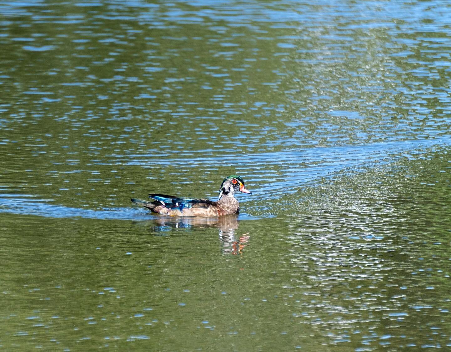 Wood duck (Aix sponsa)

These splendid ducks boast intricate plumage. Males have an iridescent green crested head, chestnut breast, red eyes, and other bold markings. Females are warm brown with a distinguishing white teardrop around the eye and edgi