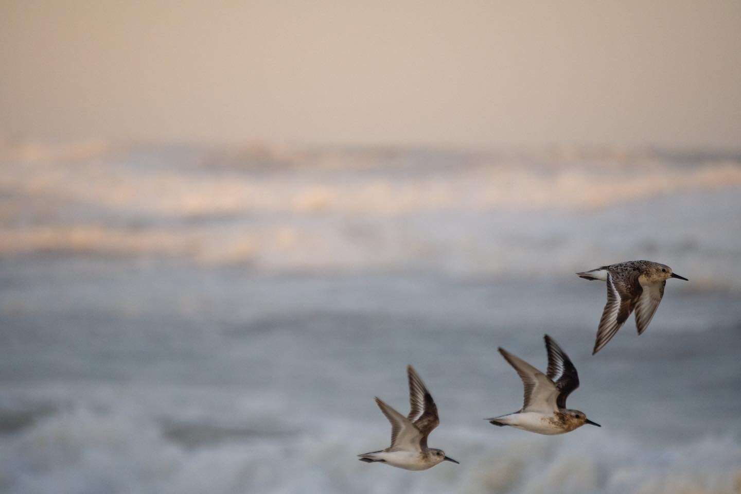 Sanderlings (Calidris alba)

I managed to catch a glimpse of this small Sanderling flock between foraging spots in the wake of hurricane Isaias. These plump sandpipers can be seen chasing receding waves in loose flocks, looking for tasty sand crabs a