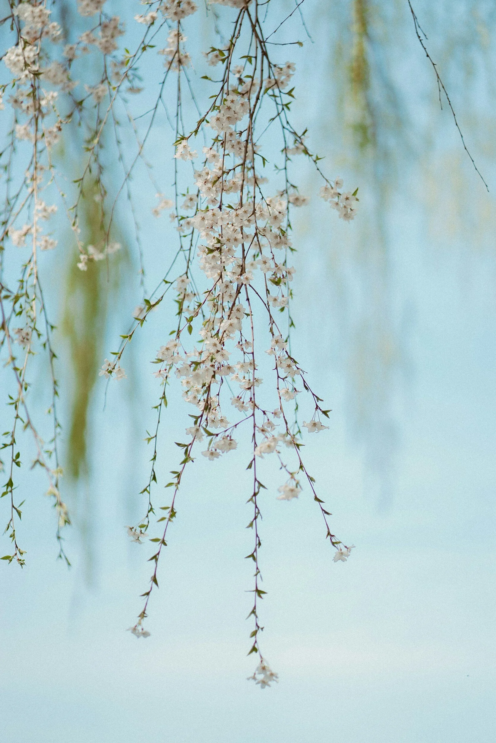 Willow tree branches against a blue background