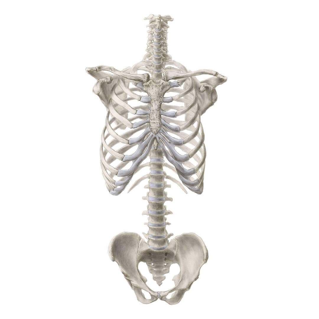 Skeleton Torso

❀ Did you know the xiphoid process is a cartilaginous section at the distal end of the sternum? It gradually ossifies during your lifetime and you can even palpate it in some older individuals! 🤯

❀ Drawn 1:1 graphite, coloured in Ph