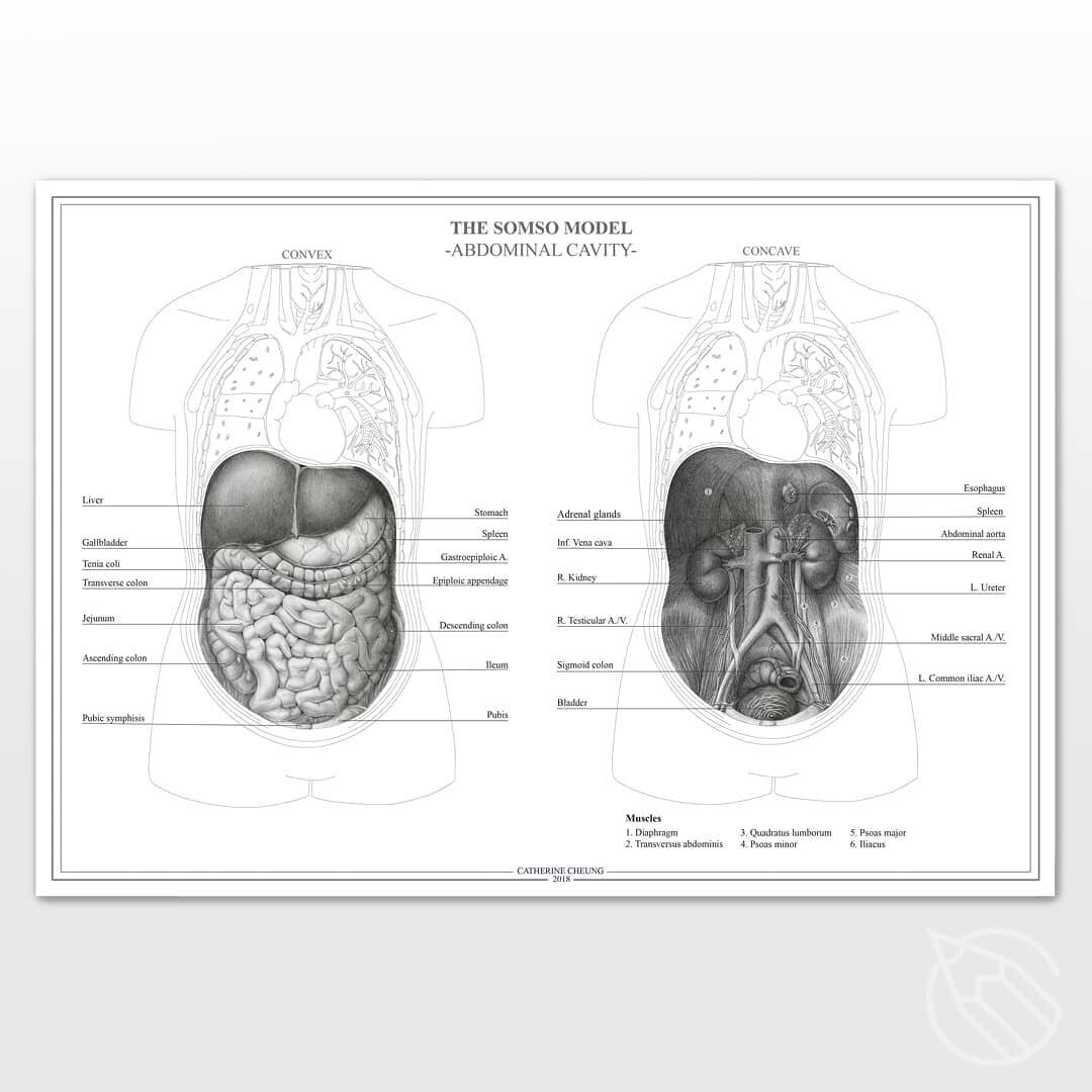 The SOMSO Model: Abdominal Cavity.
❀ These models are effective and accurate teaching aids for human anatomy 🤓. Featured here is the abdominal viscera. 👀
.
❀ This was the first assignment in my masters program. It was also my first work in Adobe Il