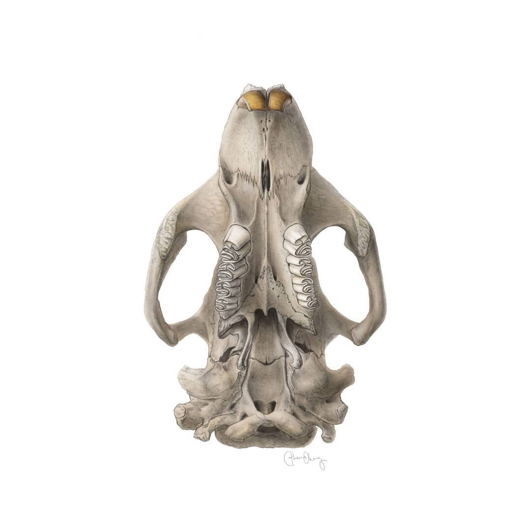 Beaver Skull (Ventral).
.
❀ Beavers are well known for their funky teeth! Their front teeth contain iron, which make them as tough as metal as they chomp through trees. The iron is also why they have an orange-y colour to them (and why our blood is r