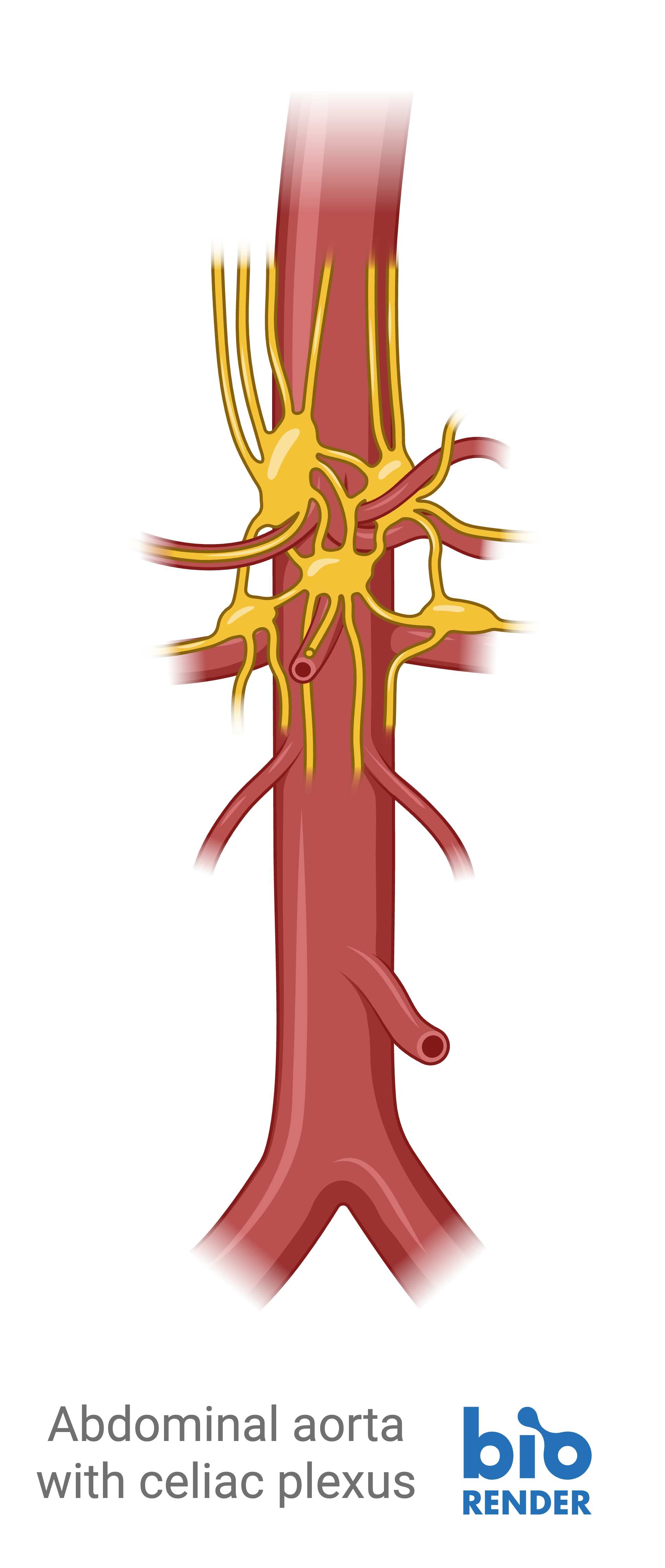 3 - celiac plexus.png