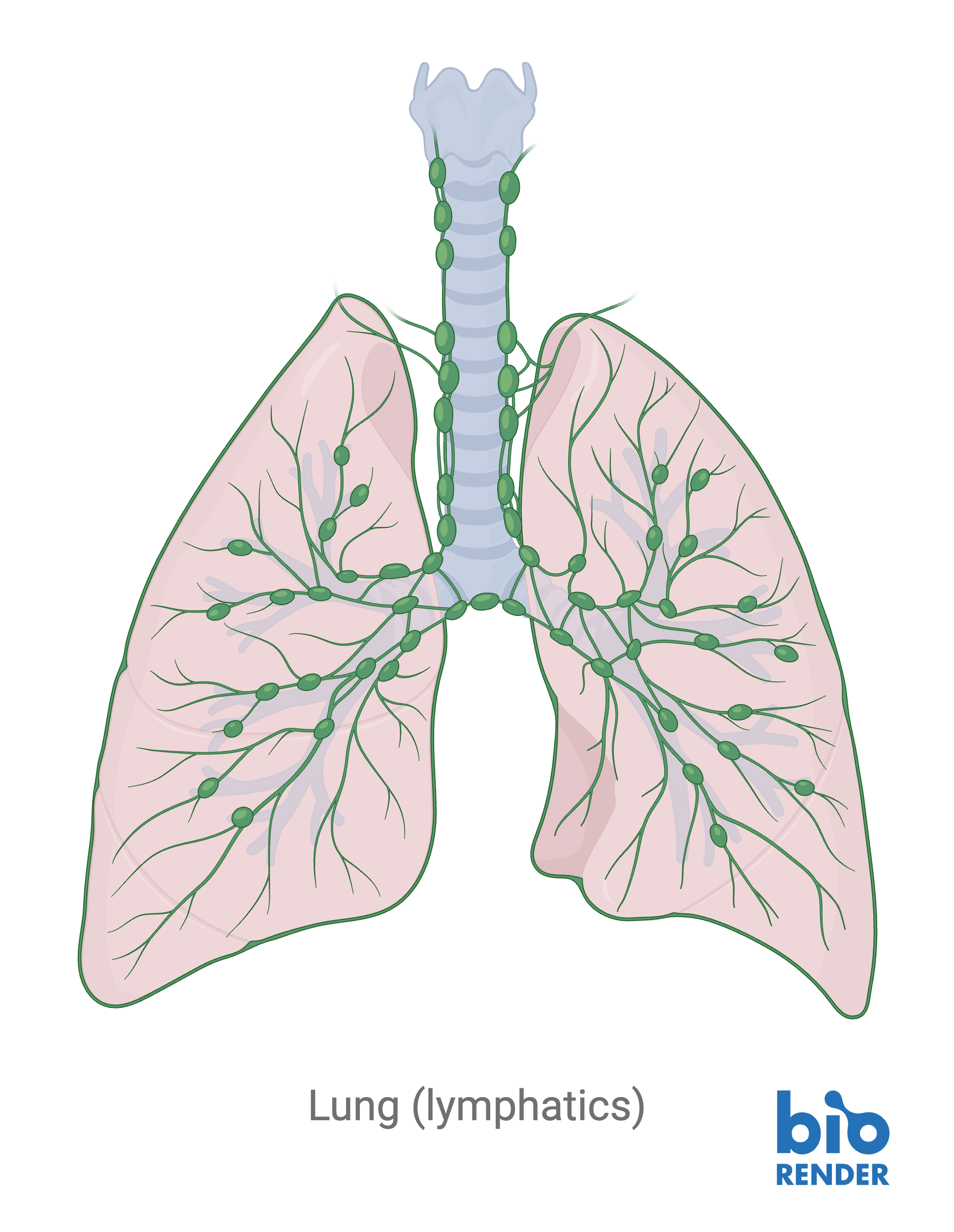 4 - lung lymphatics.png