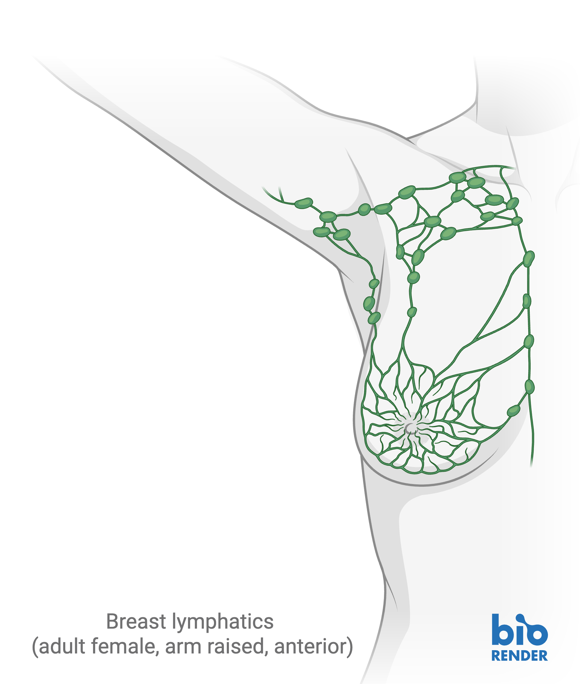 5 - breast lymphatics.png