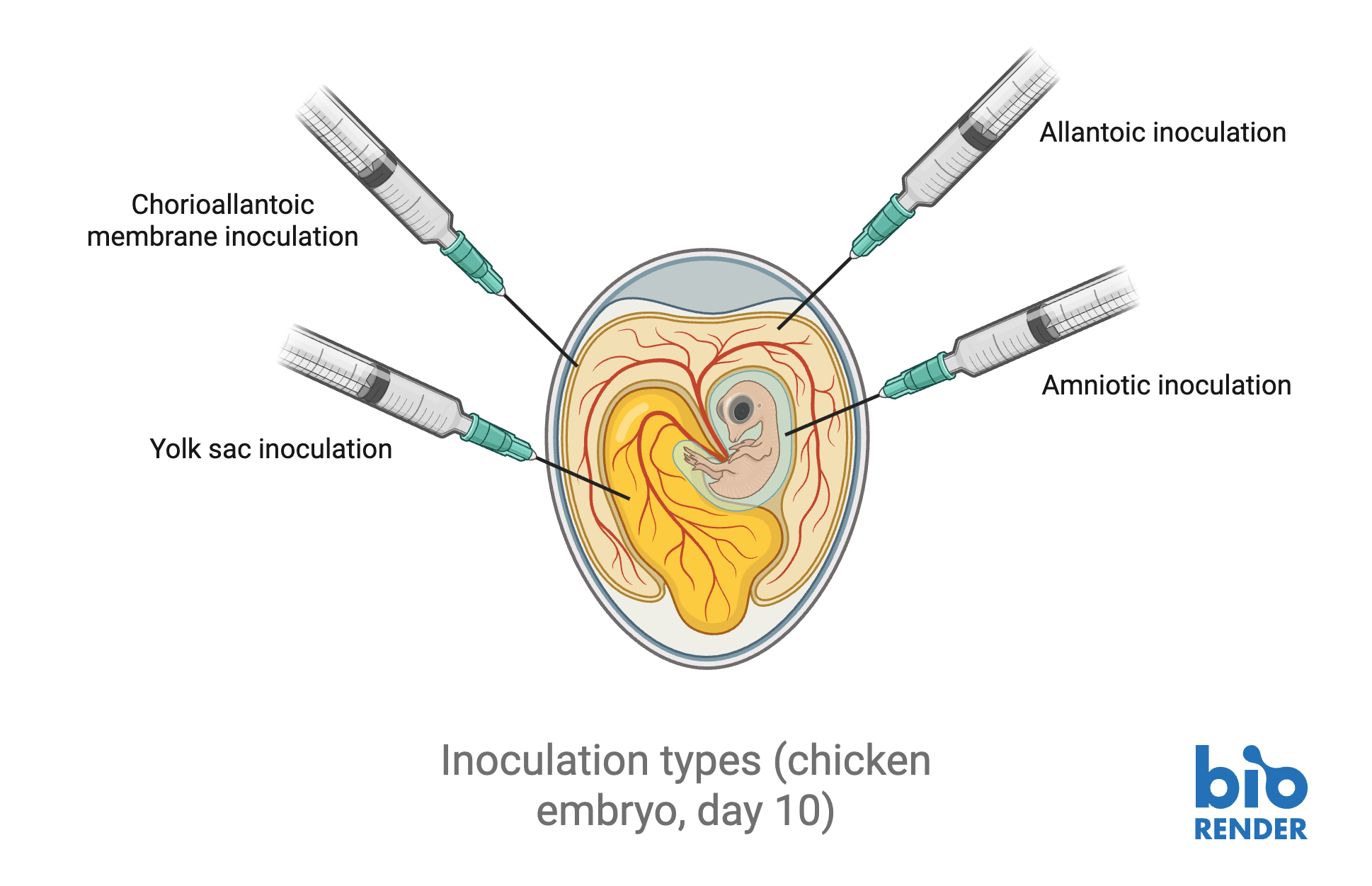 6 - chicken inoculation.png