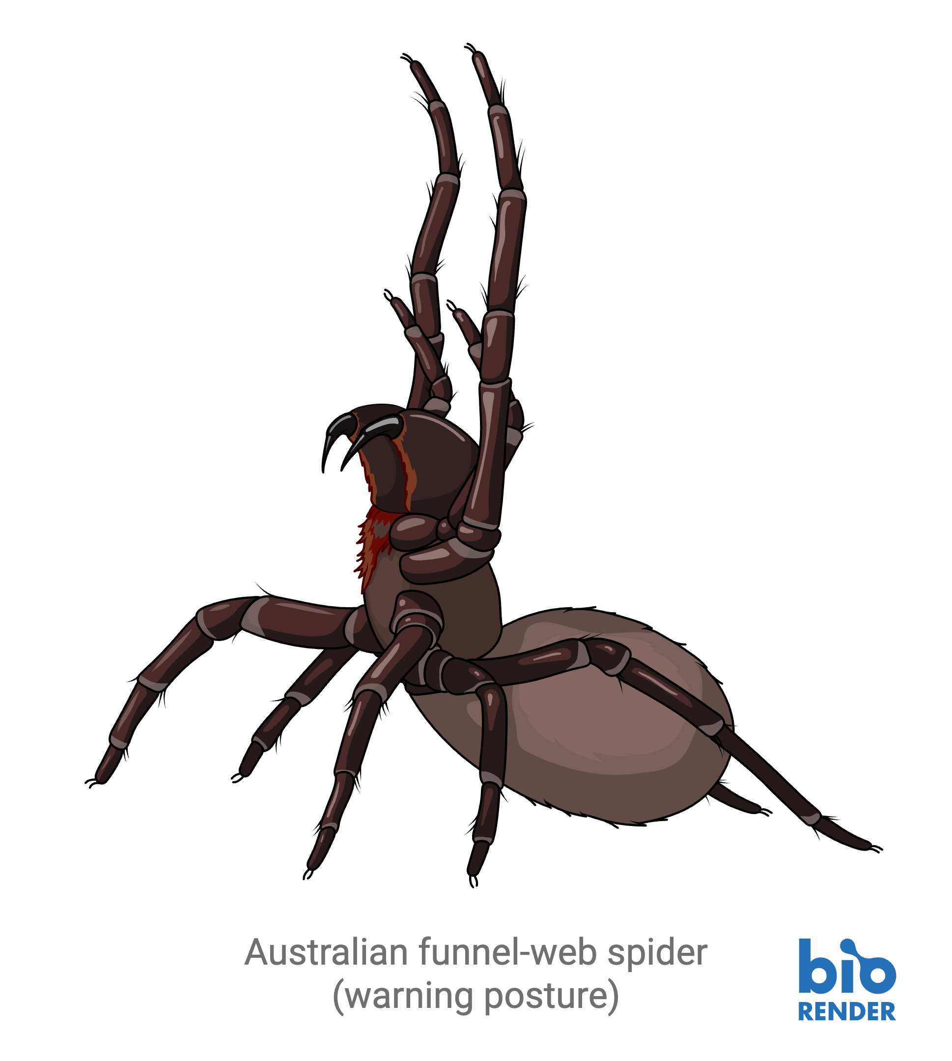 7 - australian spider.png