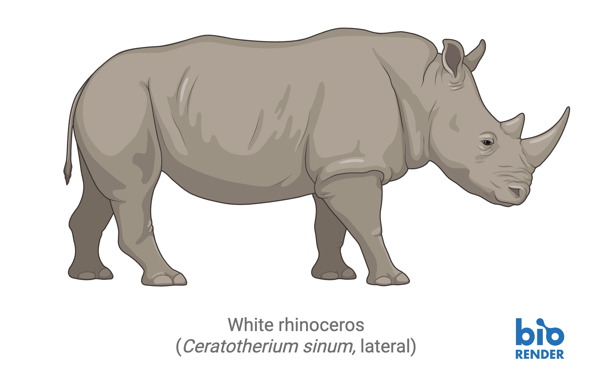 8 - white rhino.png