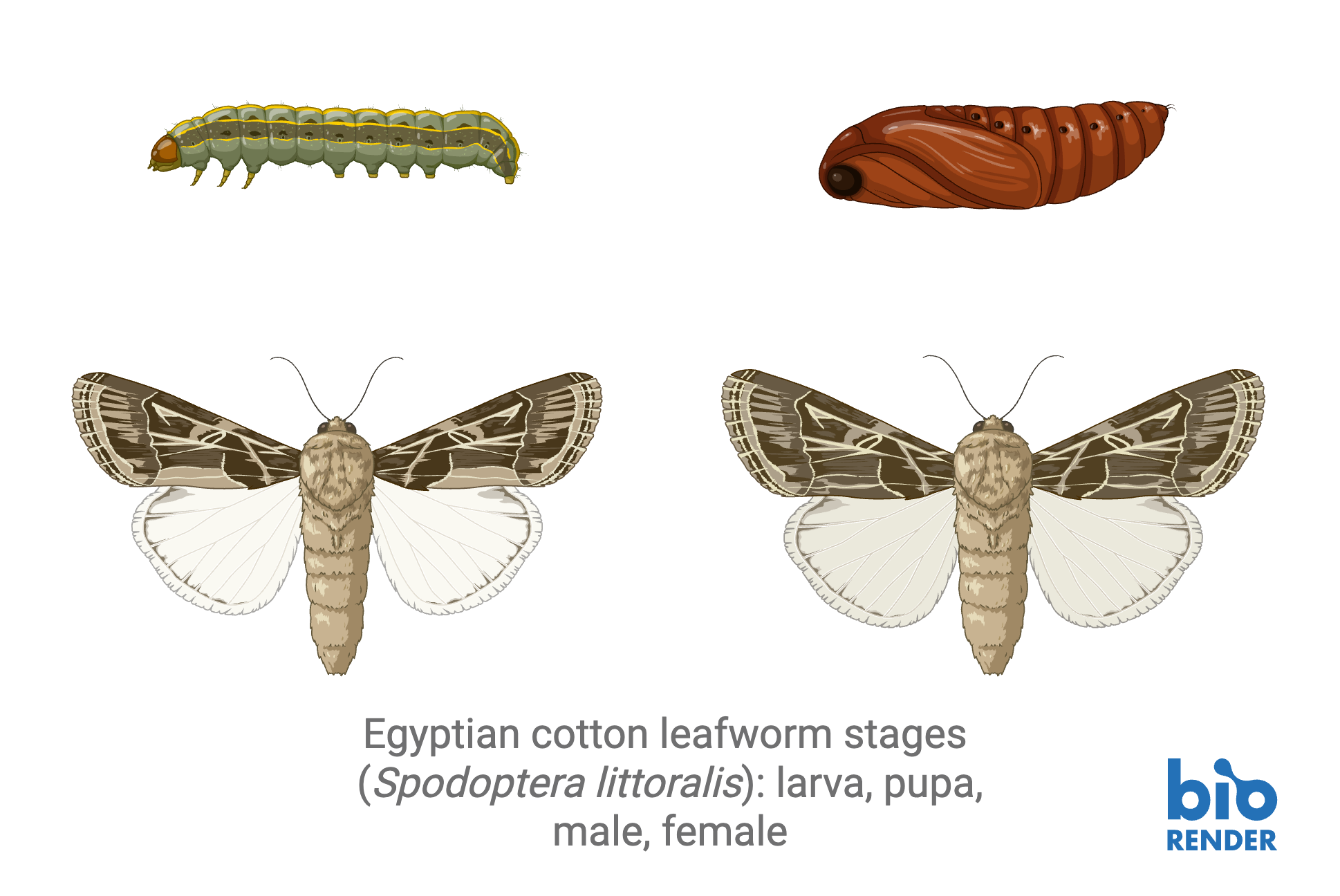 9 - egyptian cotton leafwromm.png