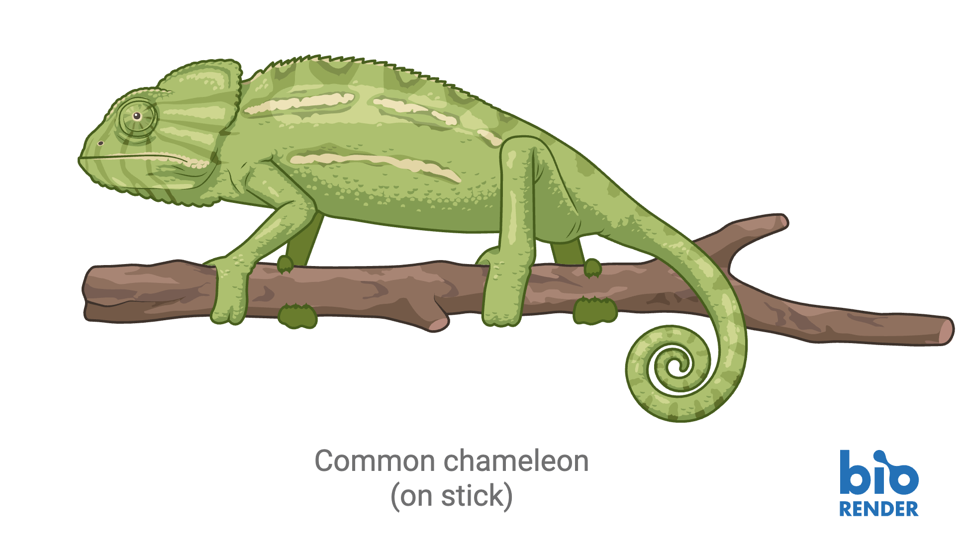 10 - chameleon.png