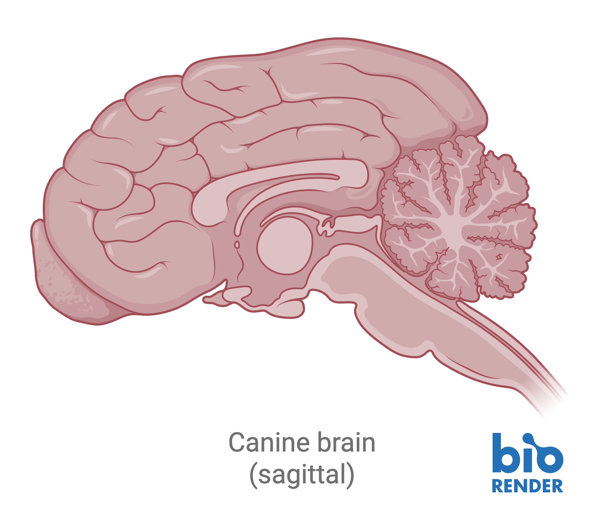 11 - dog brain.png