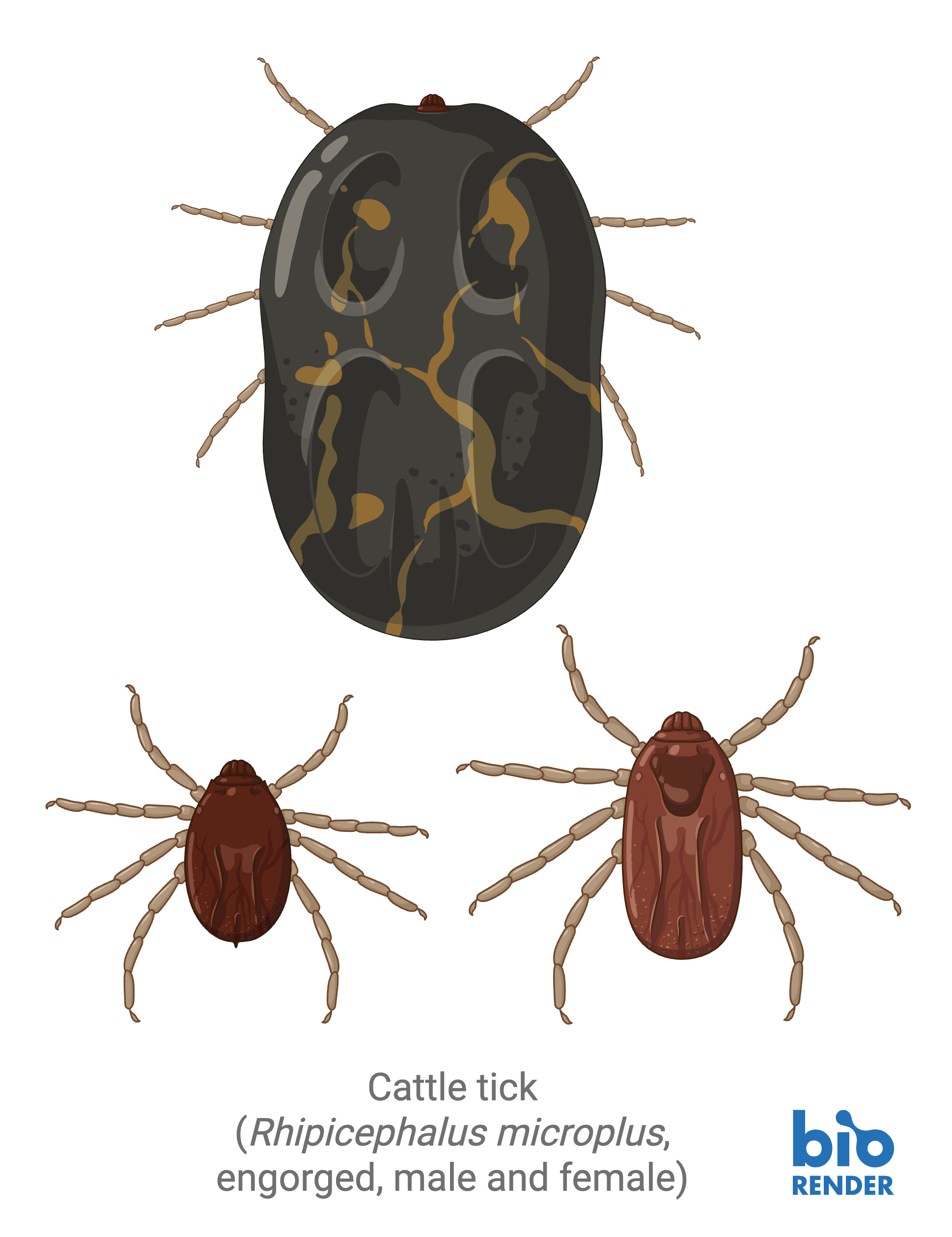 12 - cattle tick.png