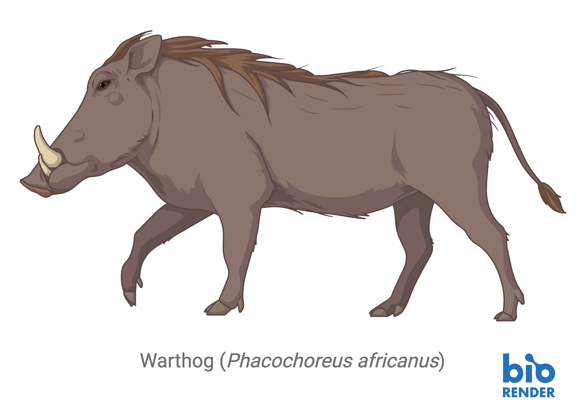 13 - warthog.png