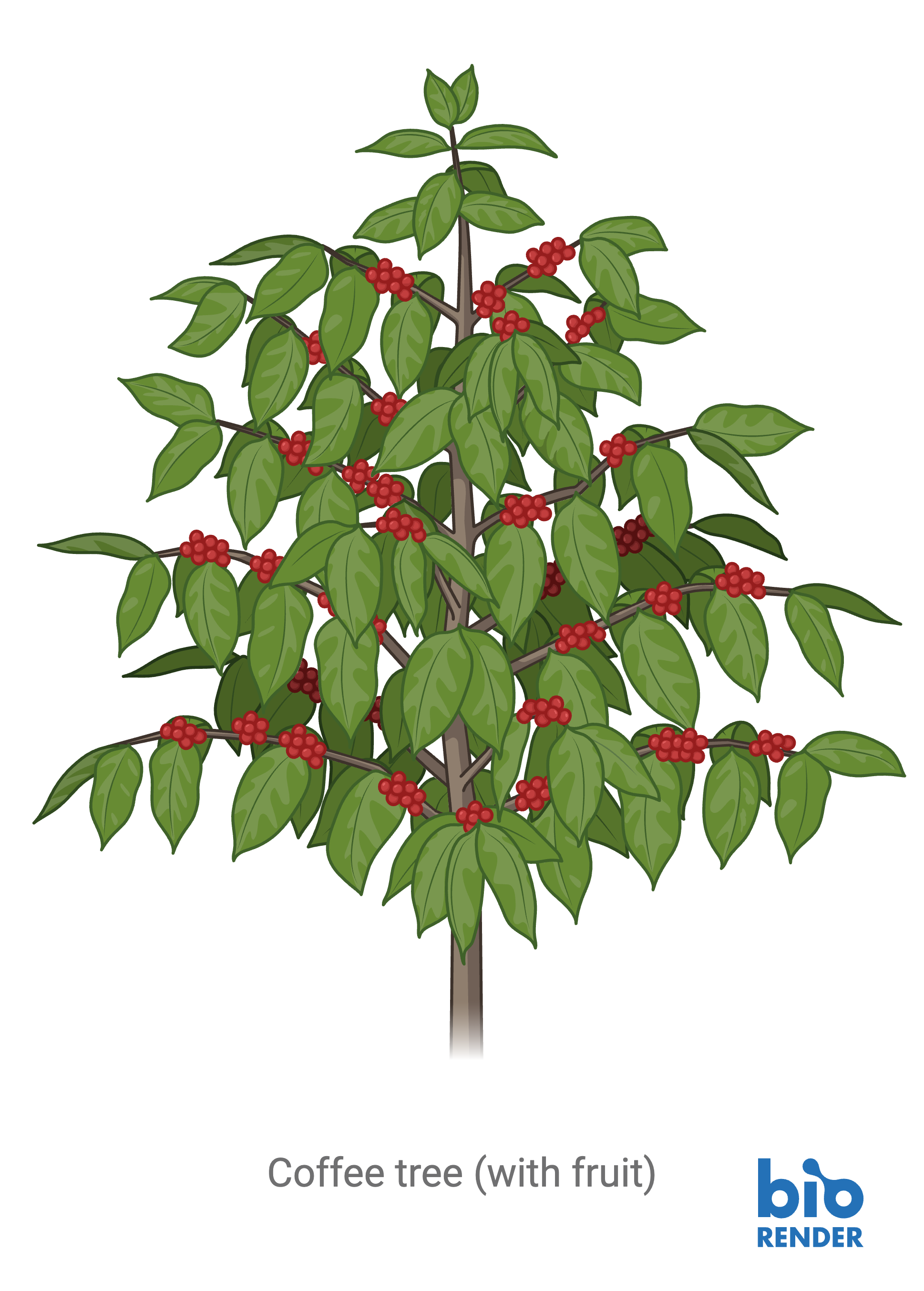 14 - coffee tree.png