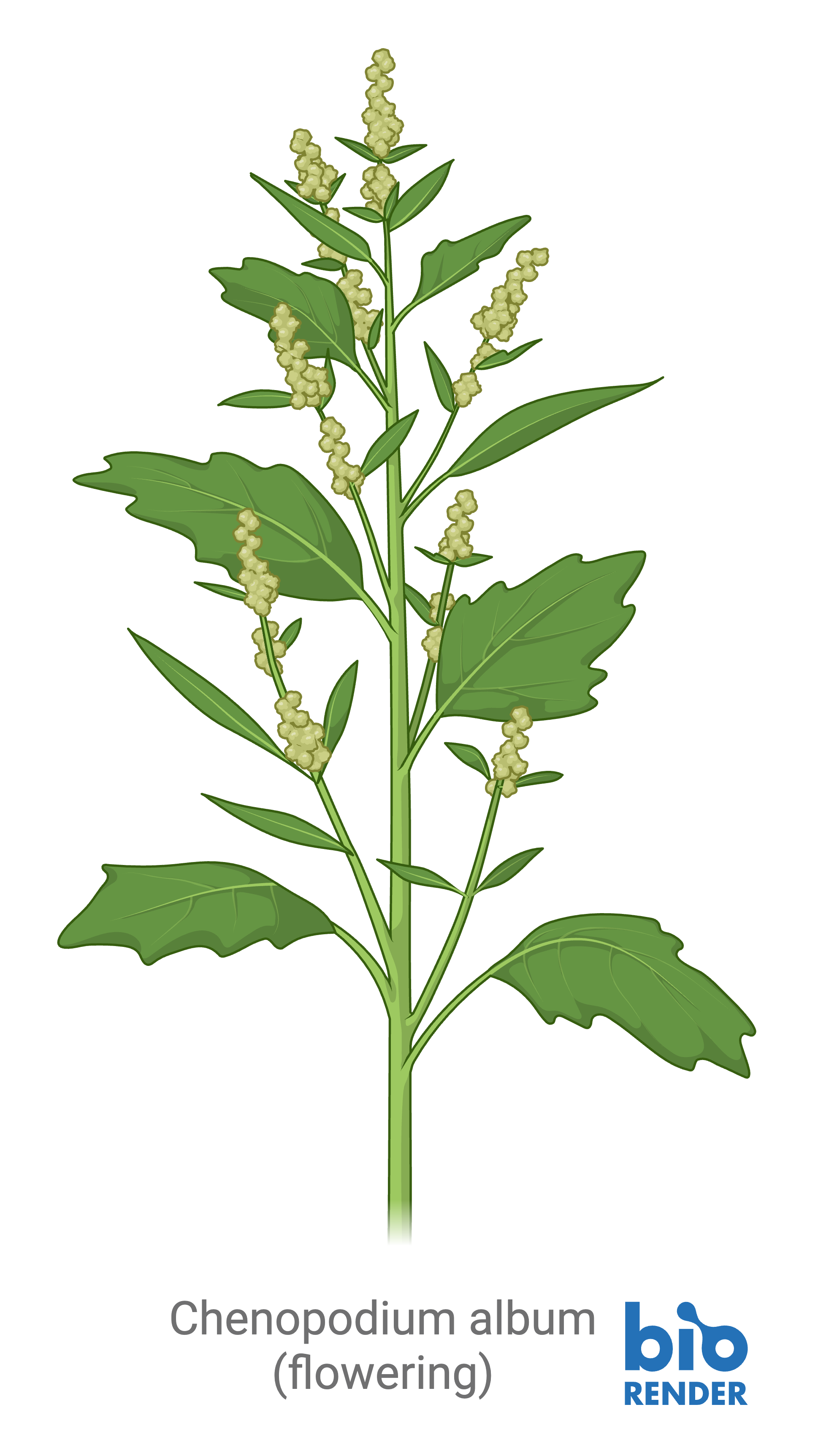 15 - chenopodium album.png