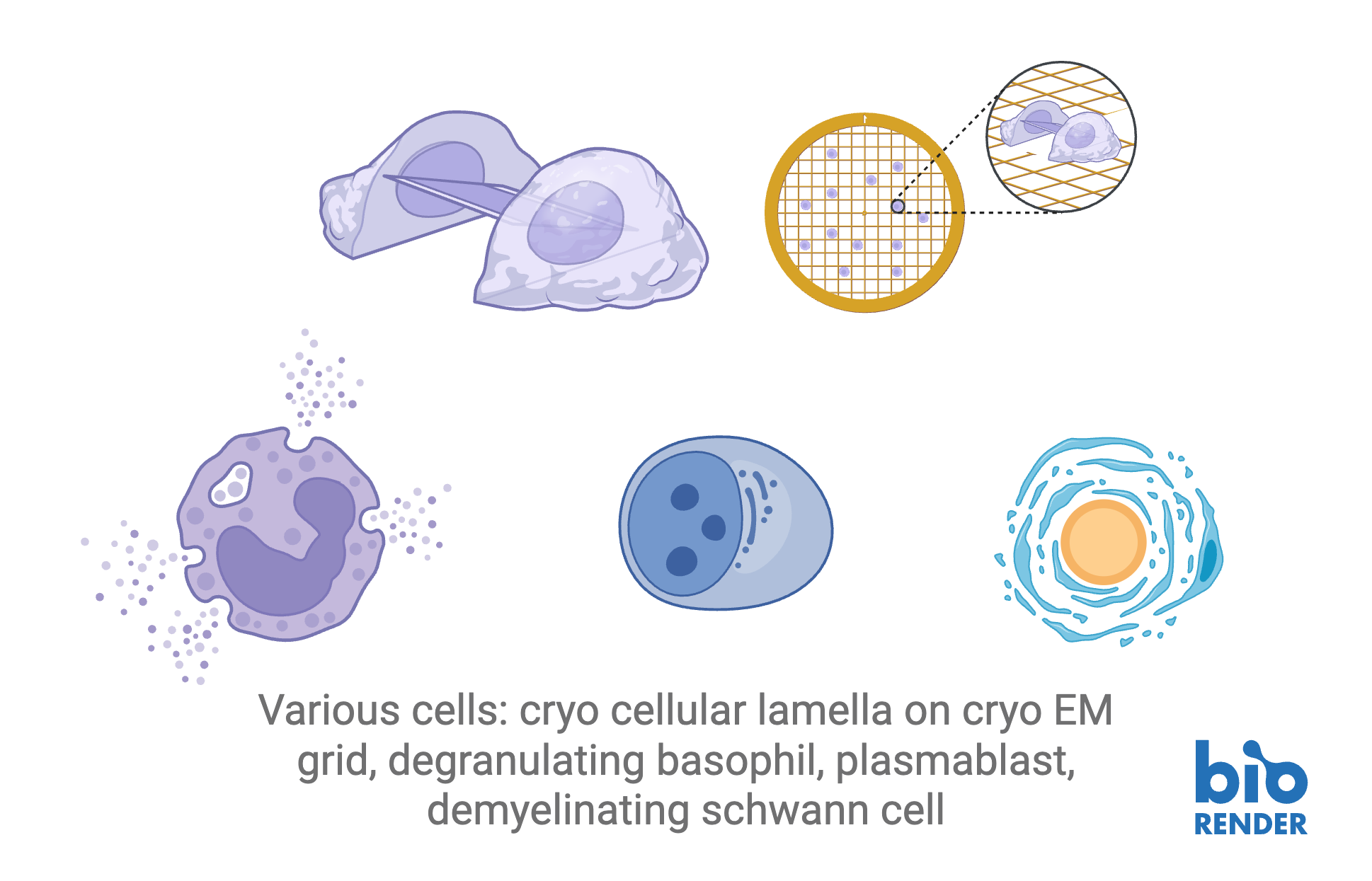 16 - various cells.png
