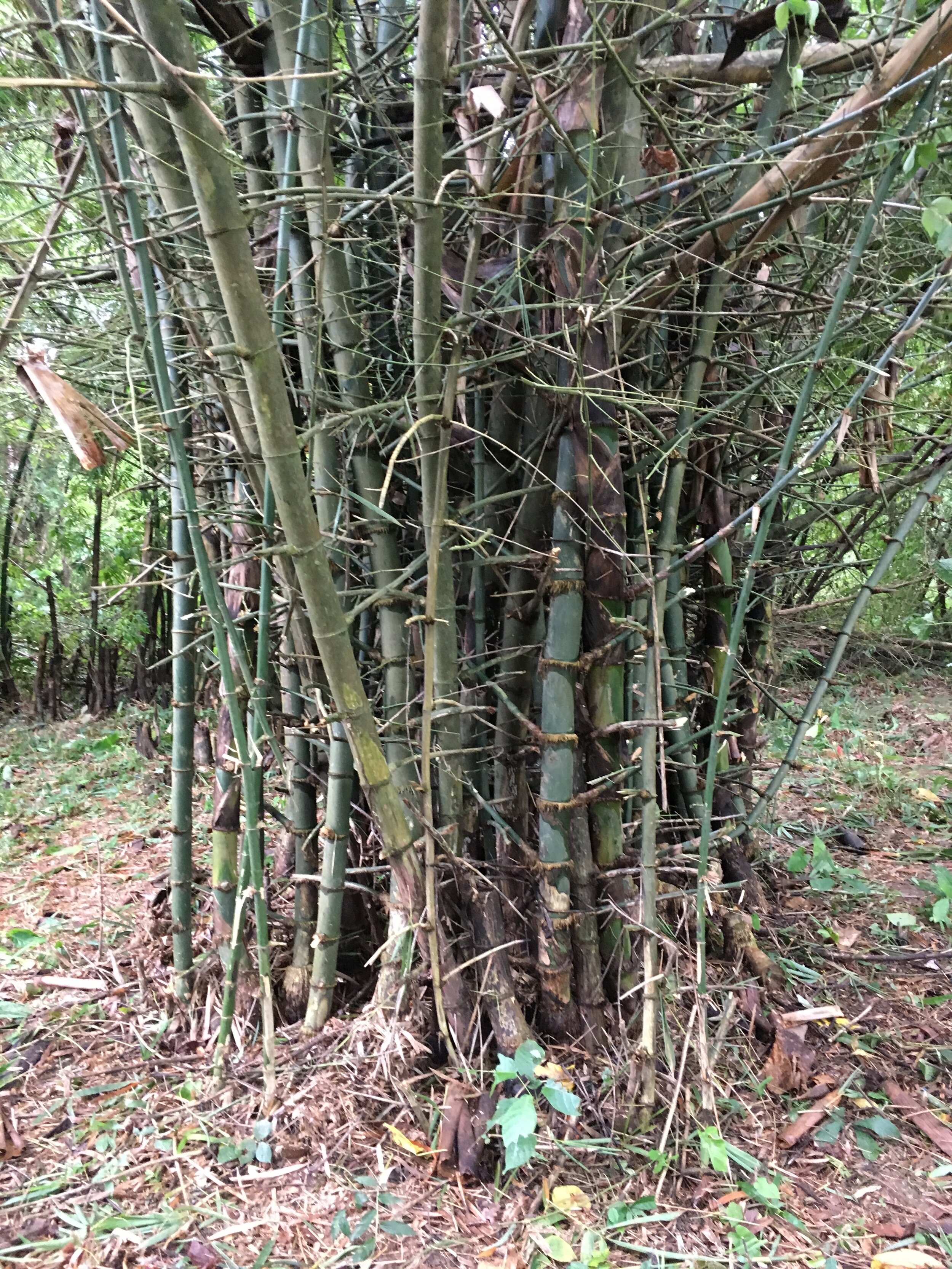 Qu'est-ce que le bambou aux Philippines?