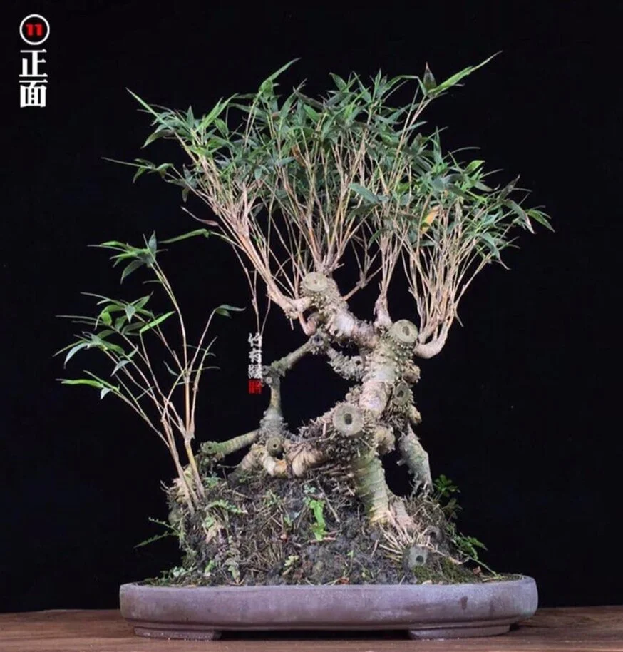 Bonsai-bamboo
